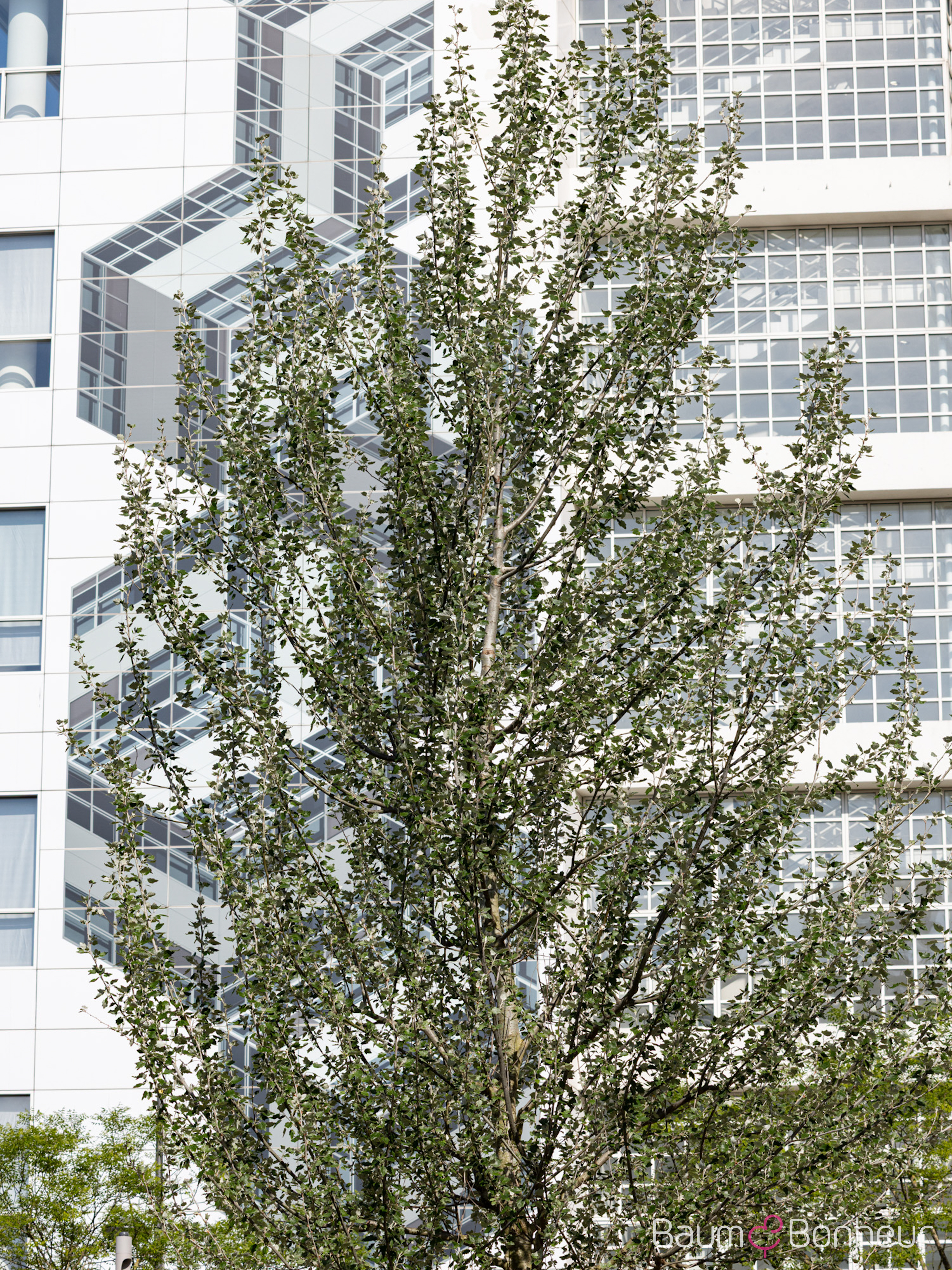 Populus alba 'Nivea'