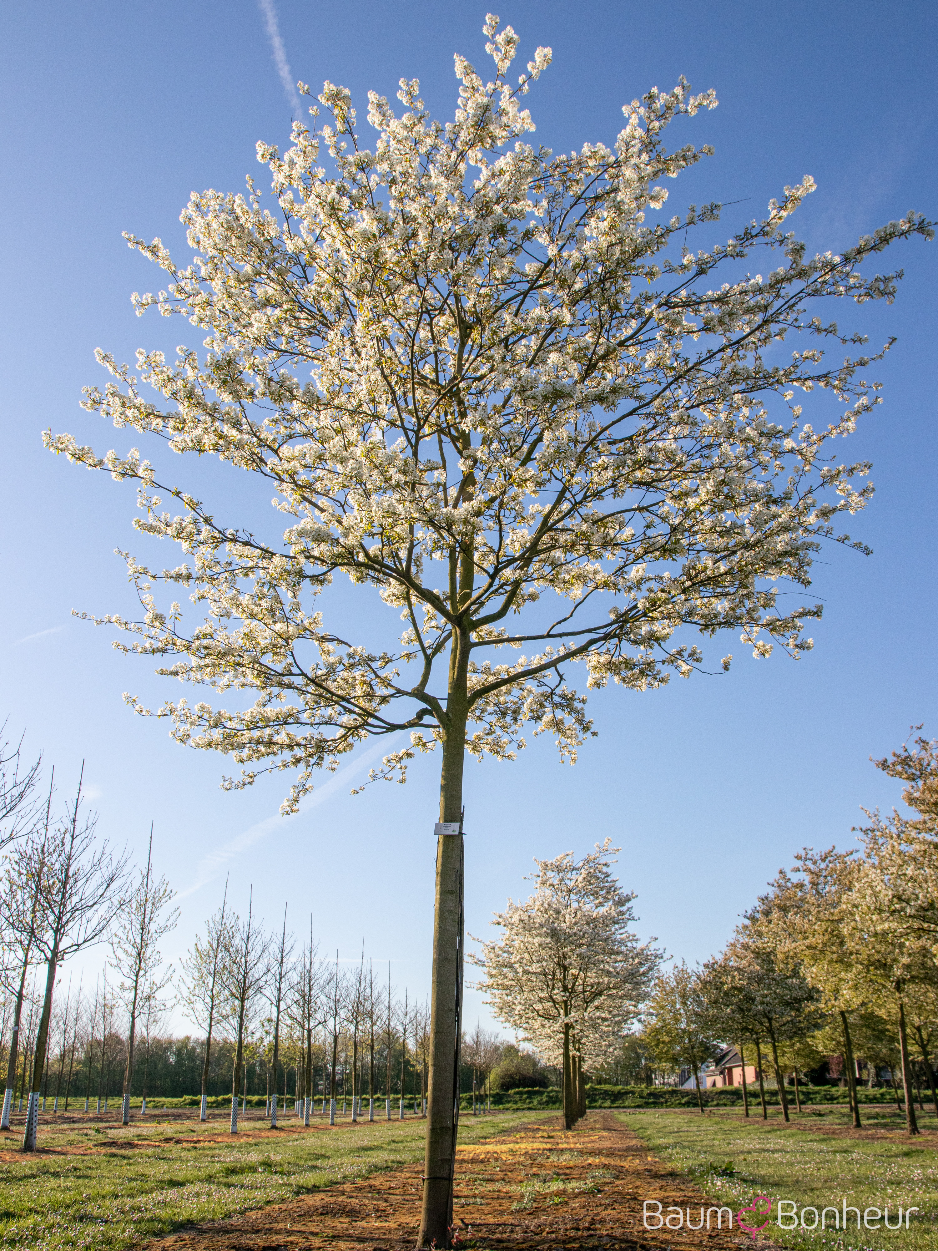 Amelanchier 'Ballerina'