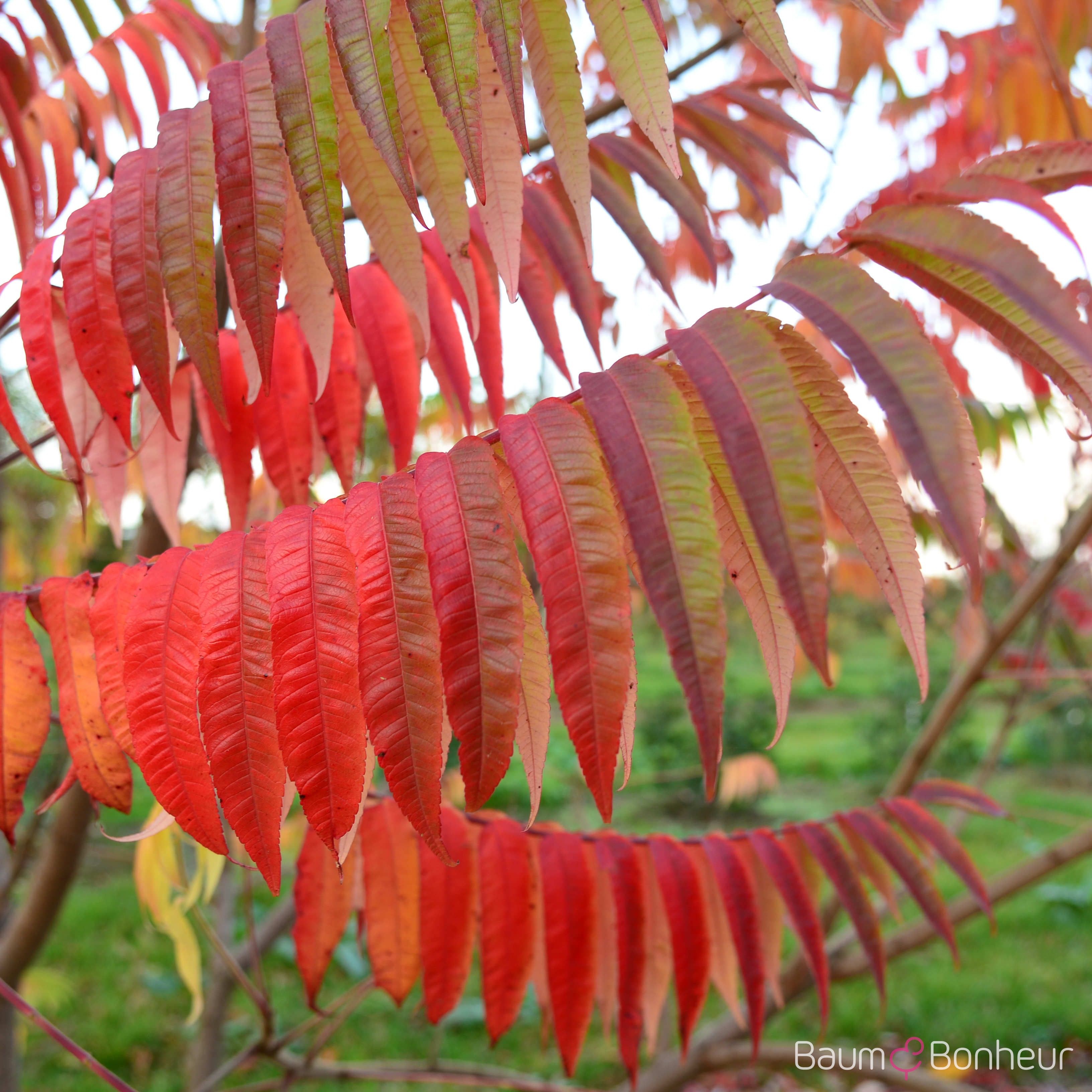 Rhus typhina