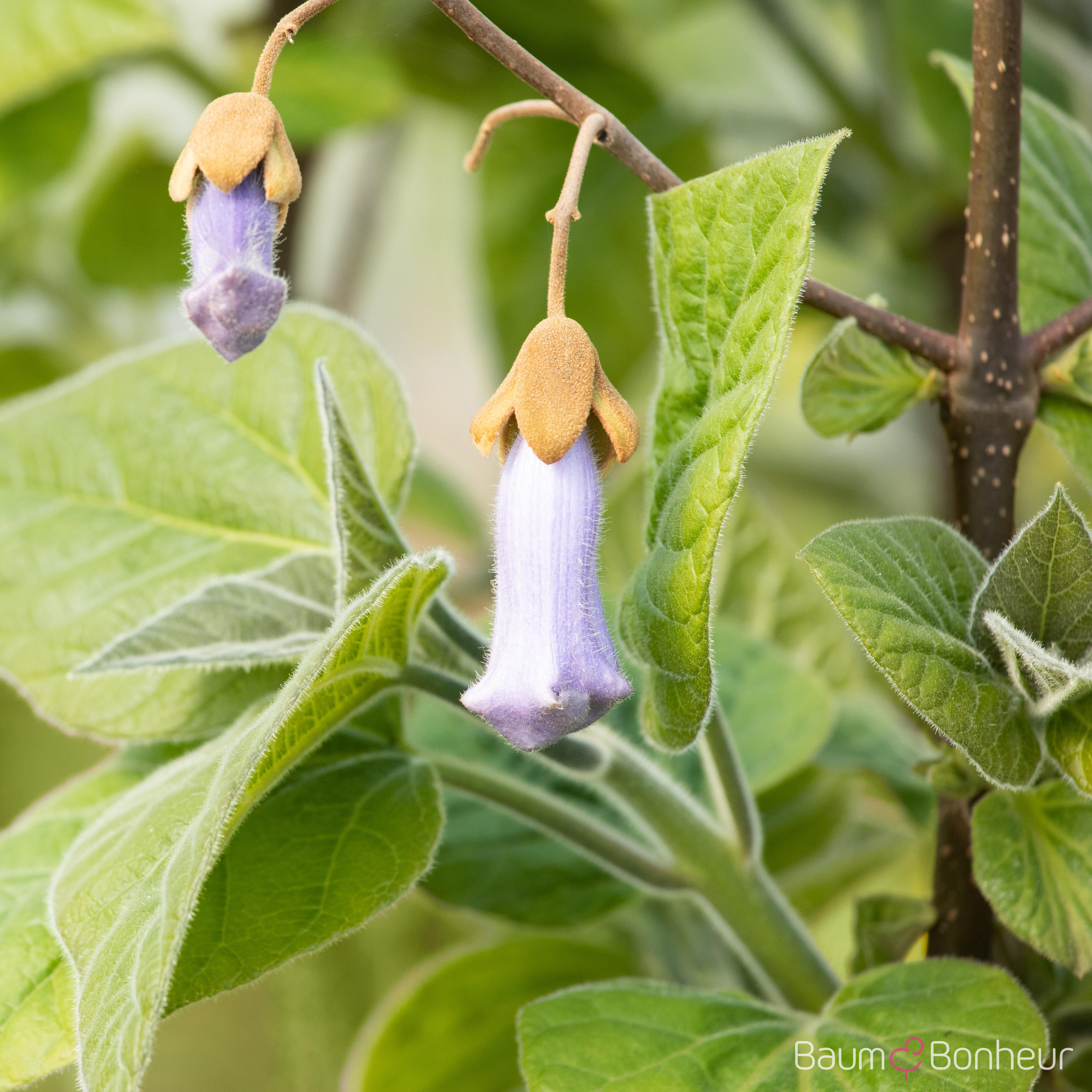 Paulownia tomentosa