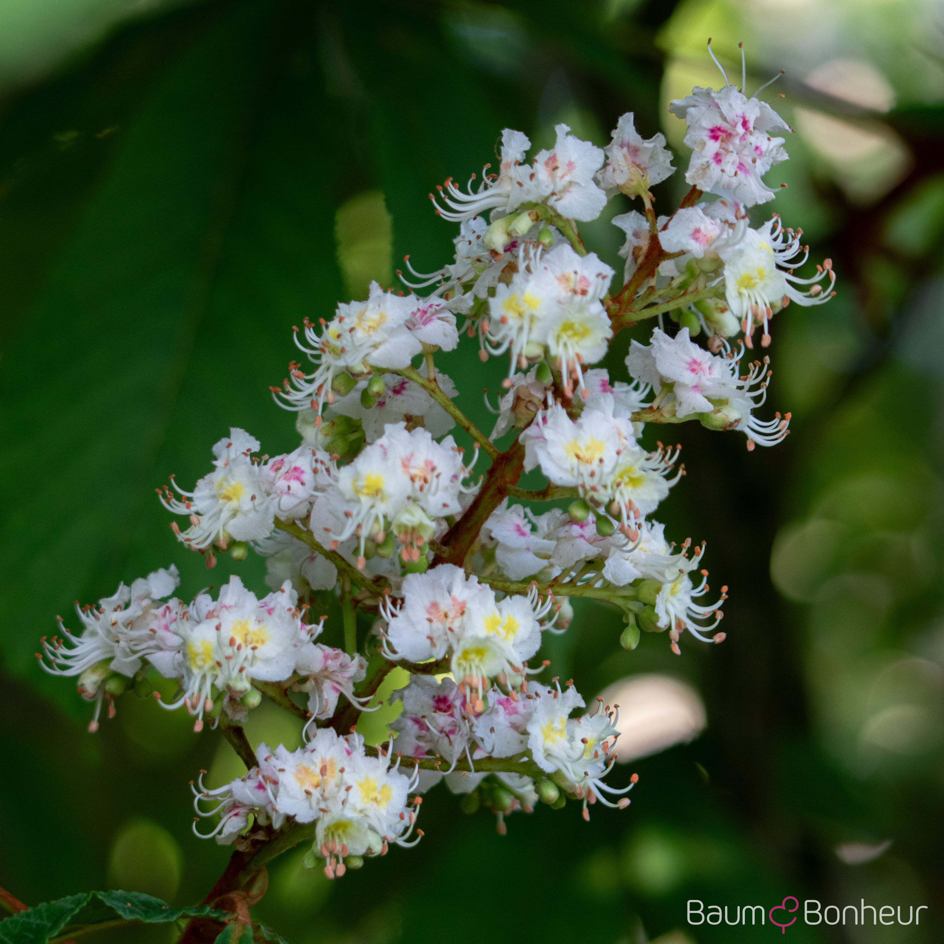 Aesculus hippocastanum 'Pyramidalis'
