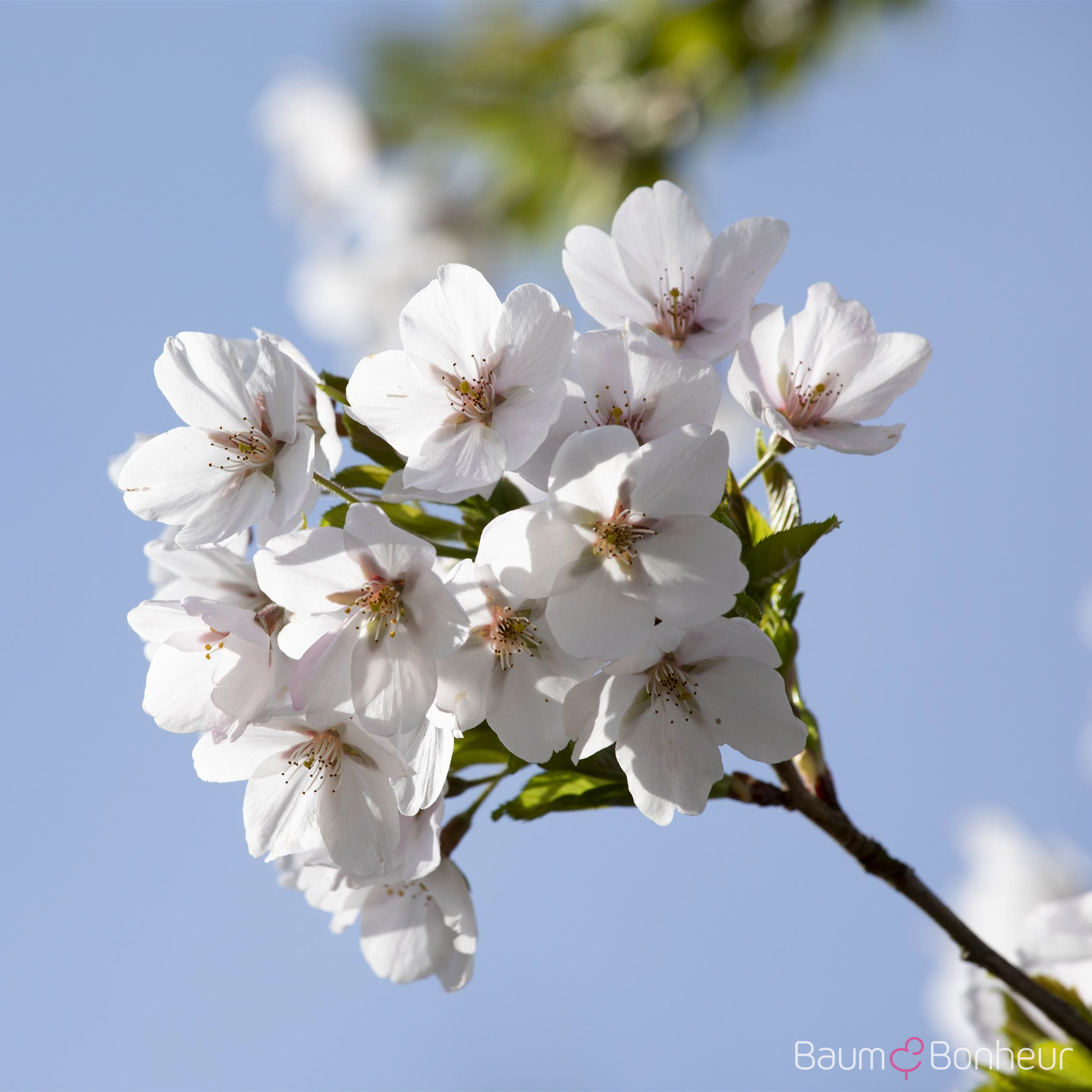 Prunus yedoensis