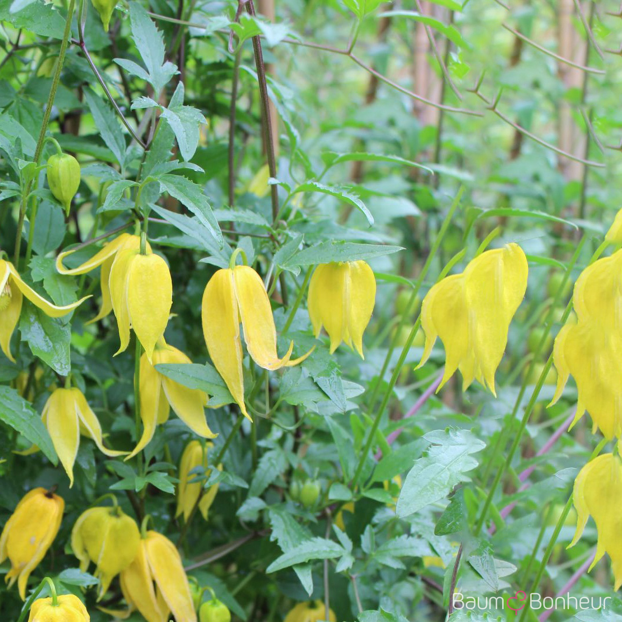 Clematis tangutica
