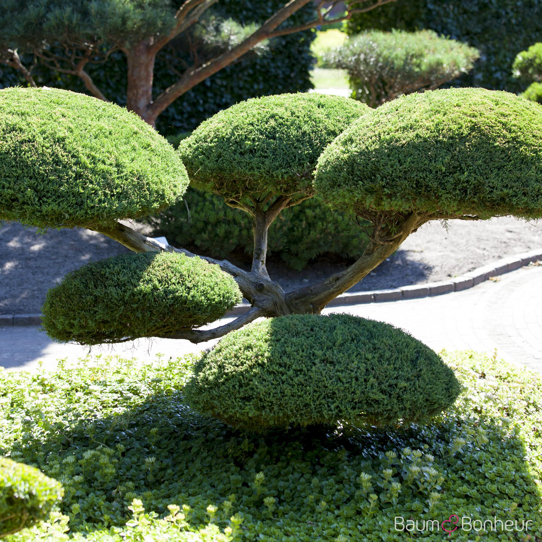 Juniperus media 'Hetzii'