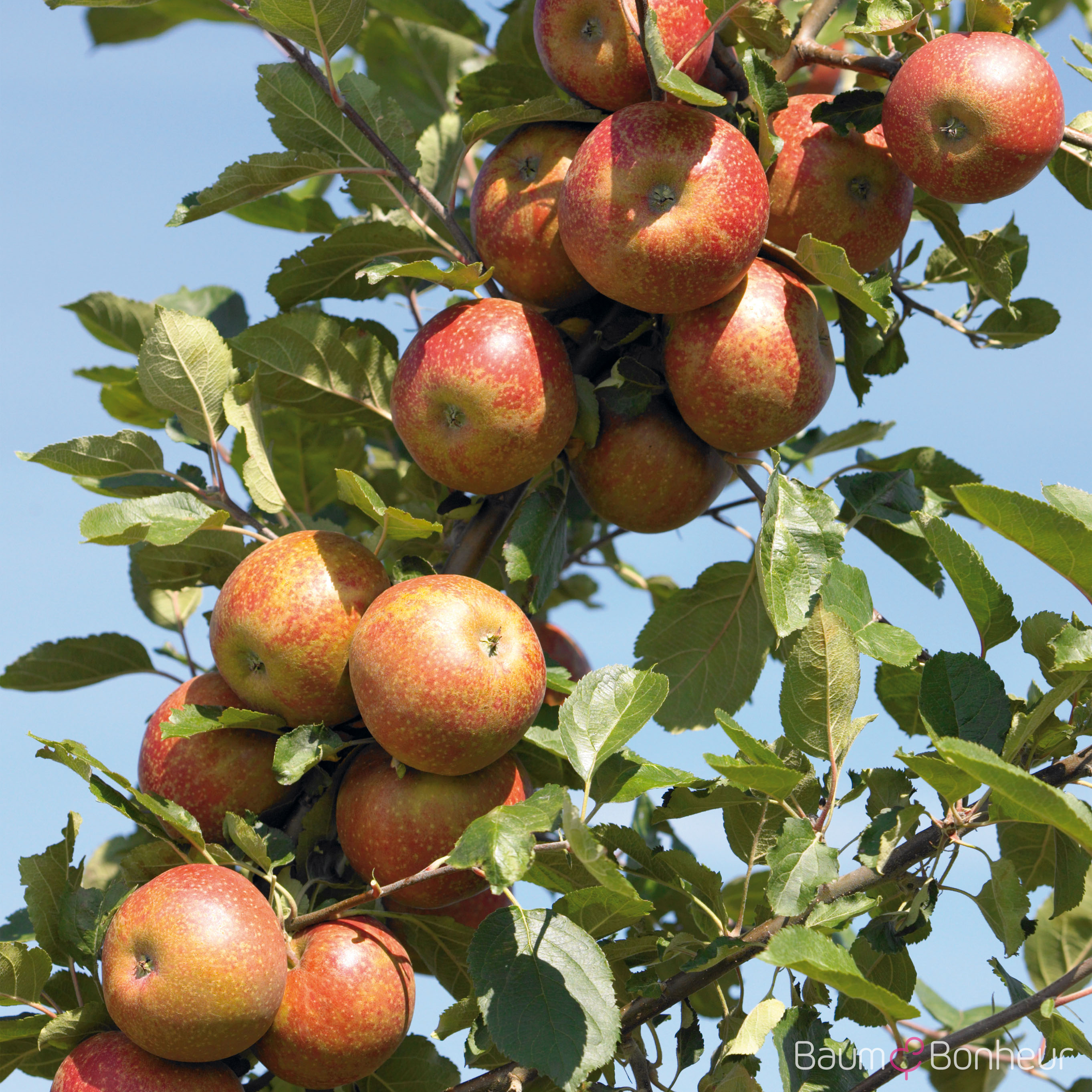Malus 'Roter Boskoop'