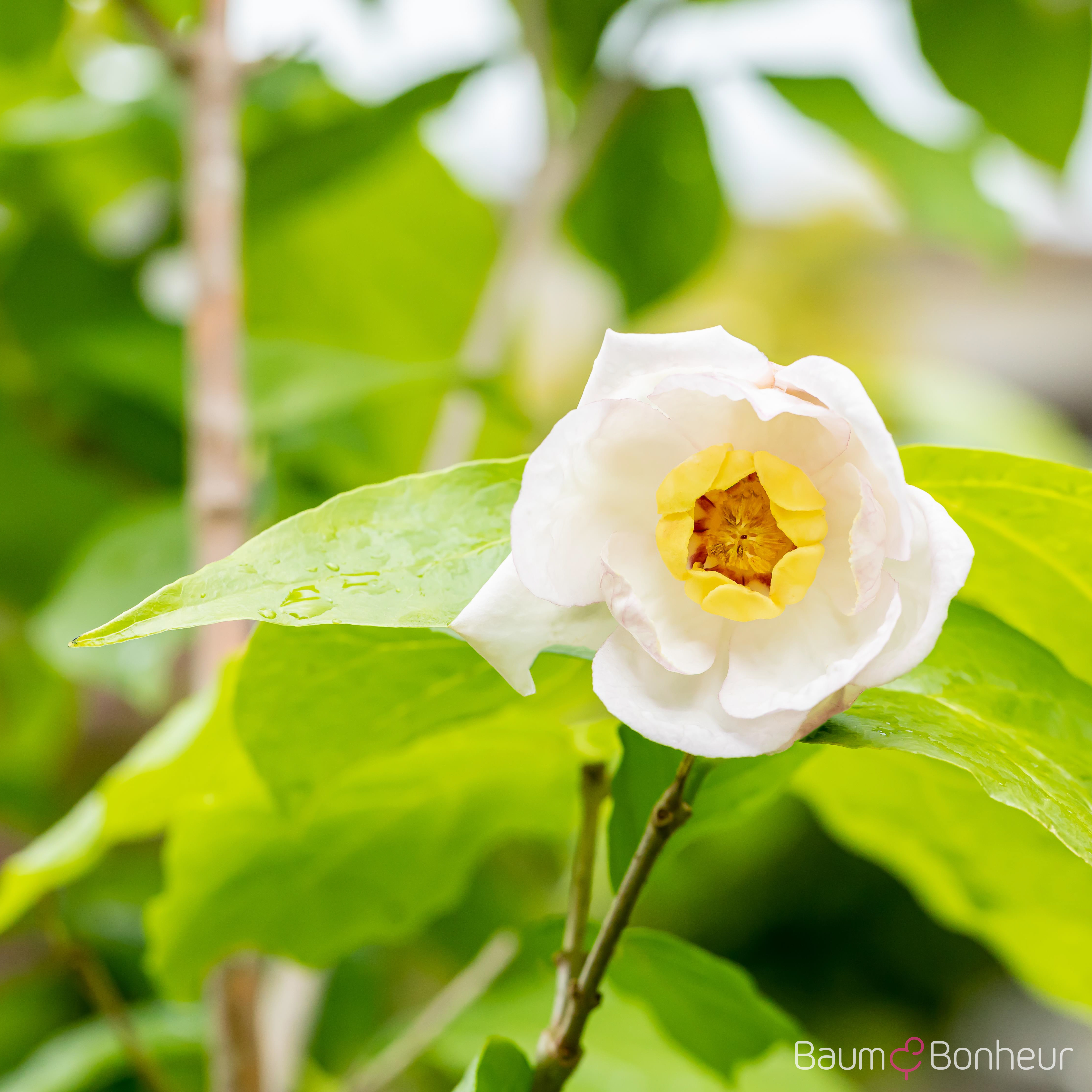 Sinocalycanthus chinensis