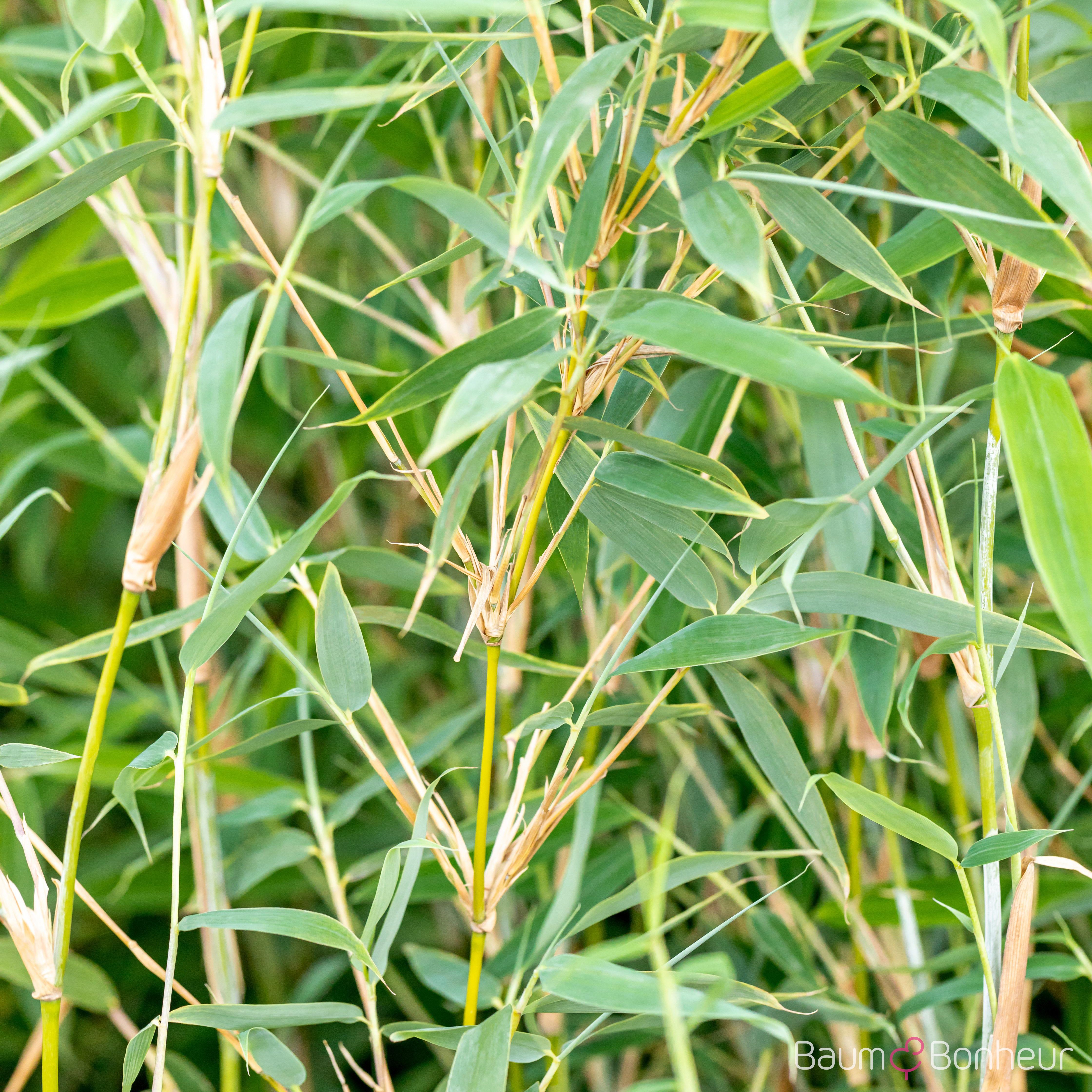 Fargesia murieliae 'Deep Forest' -R- -S-