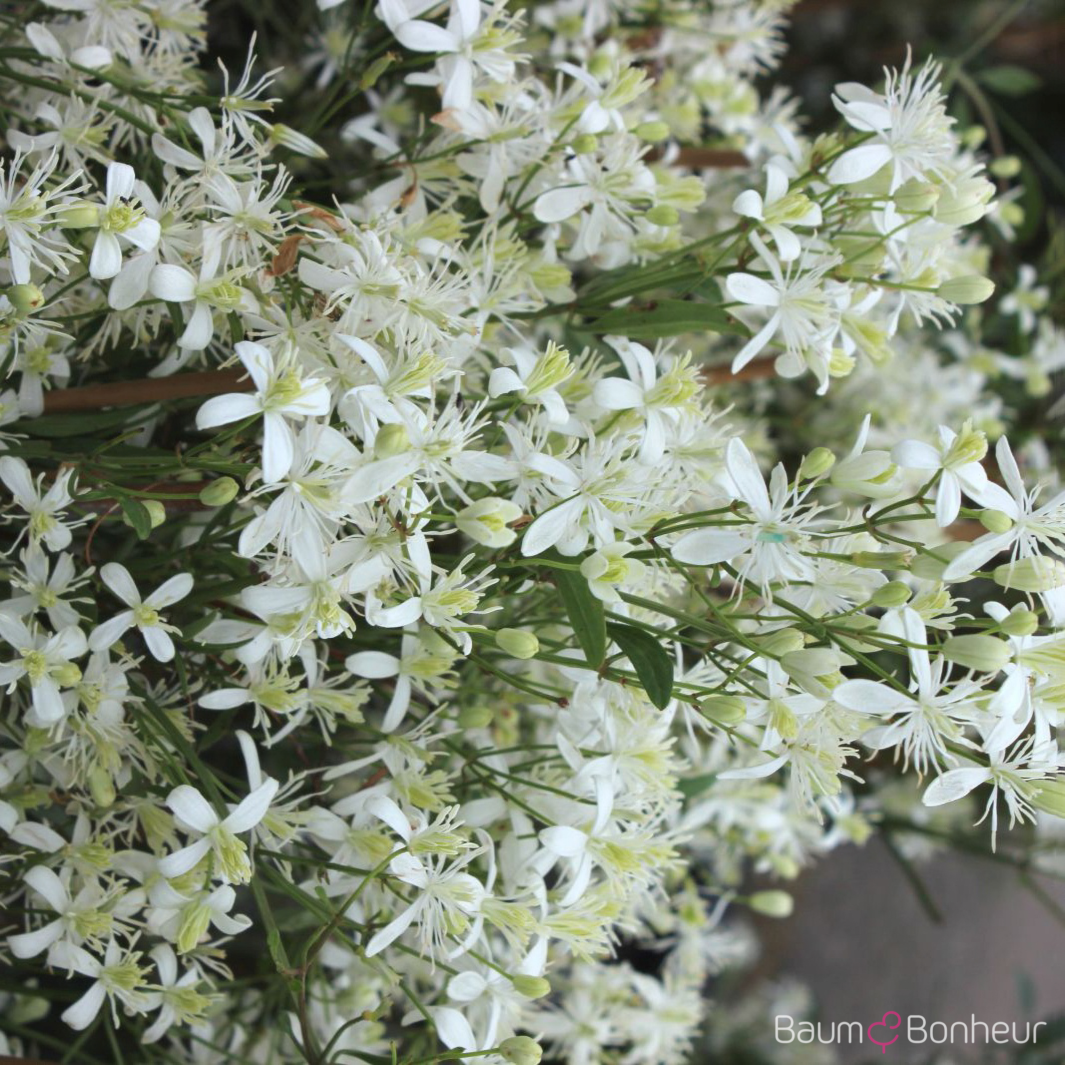 Clematis vitalba