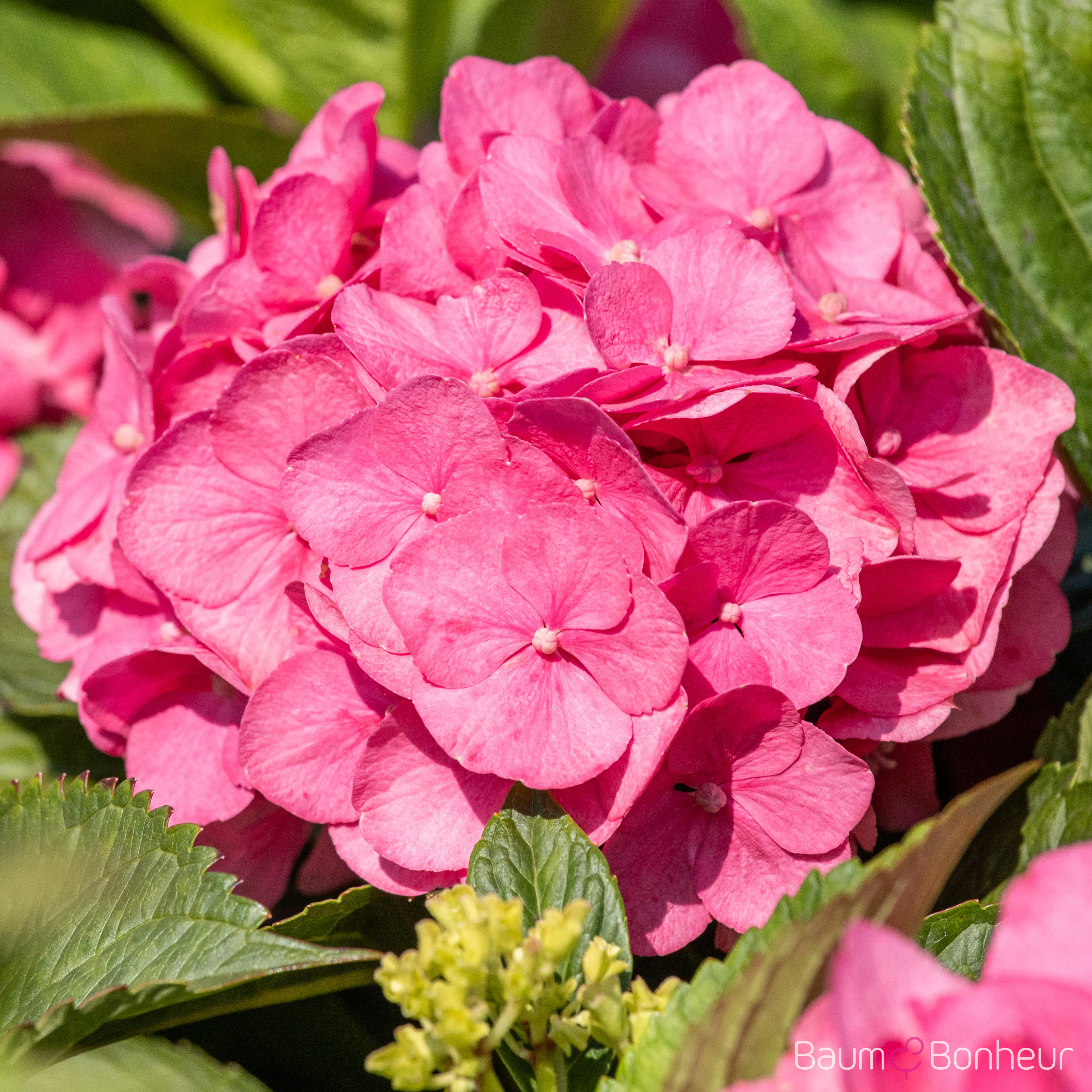 Hydrangea macrophylla 'Bouquet Rose'