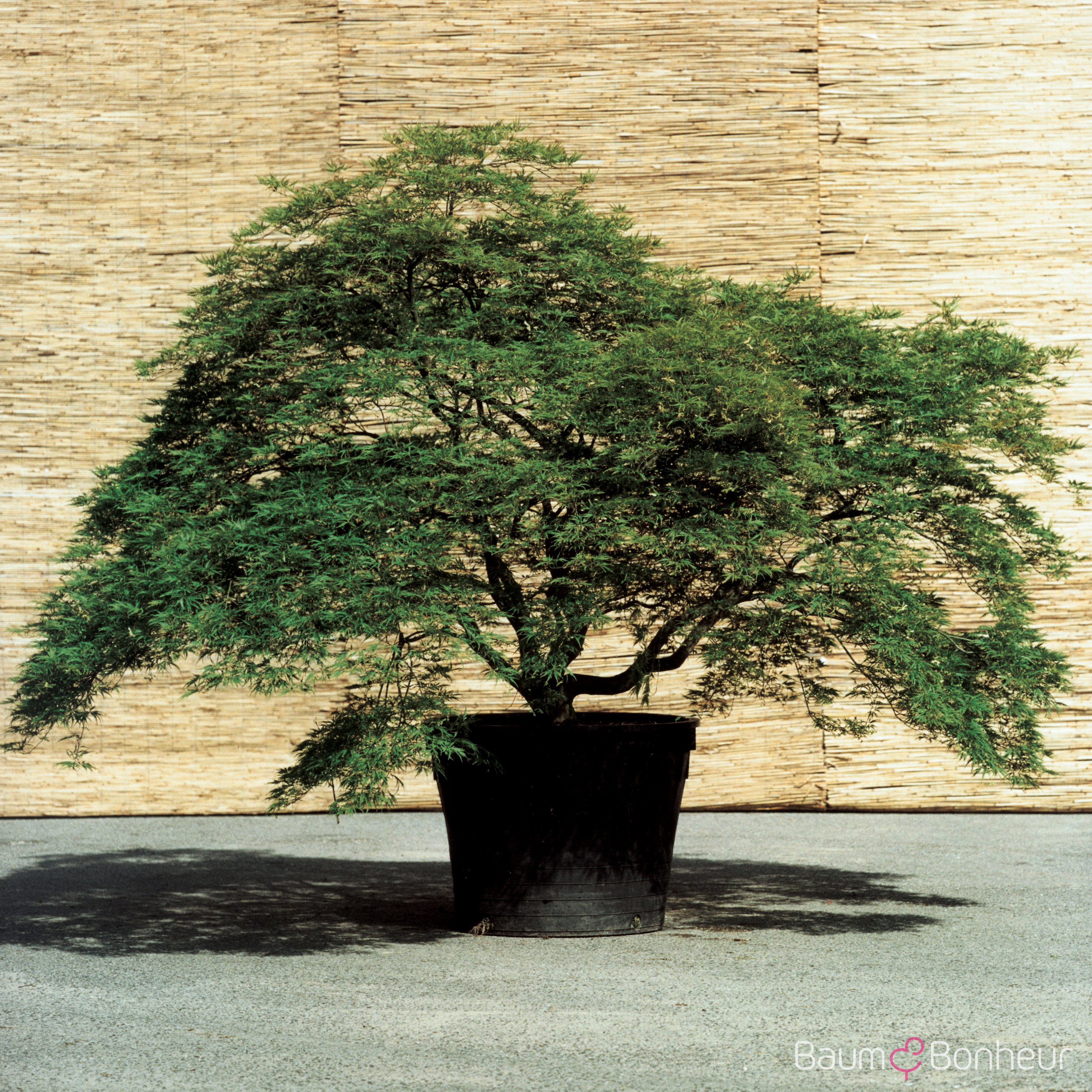 Acer palmatum 'Green Globe'