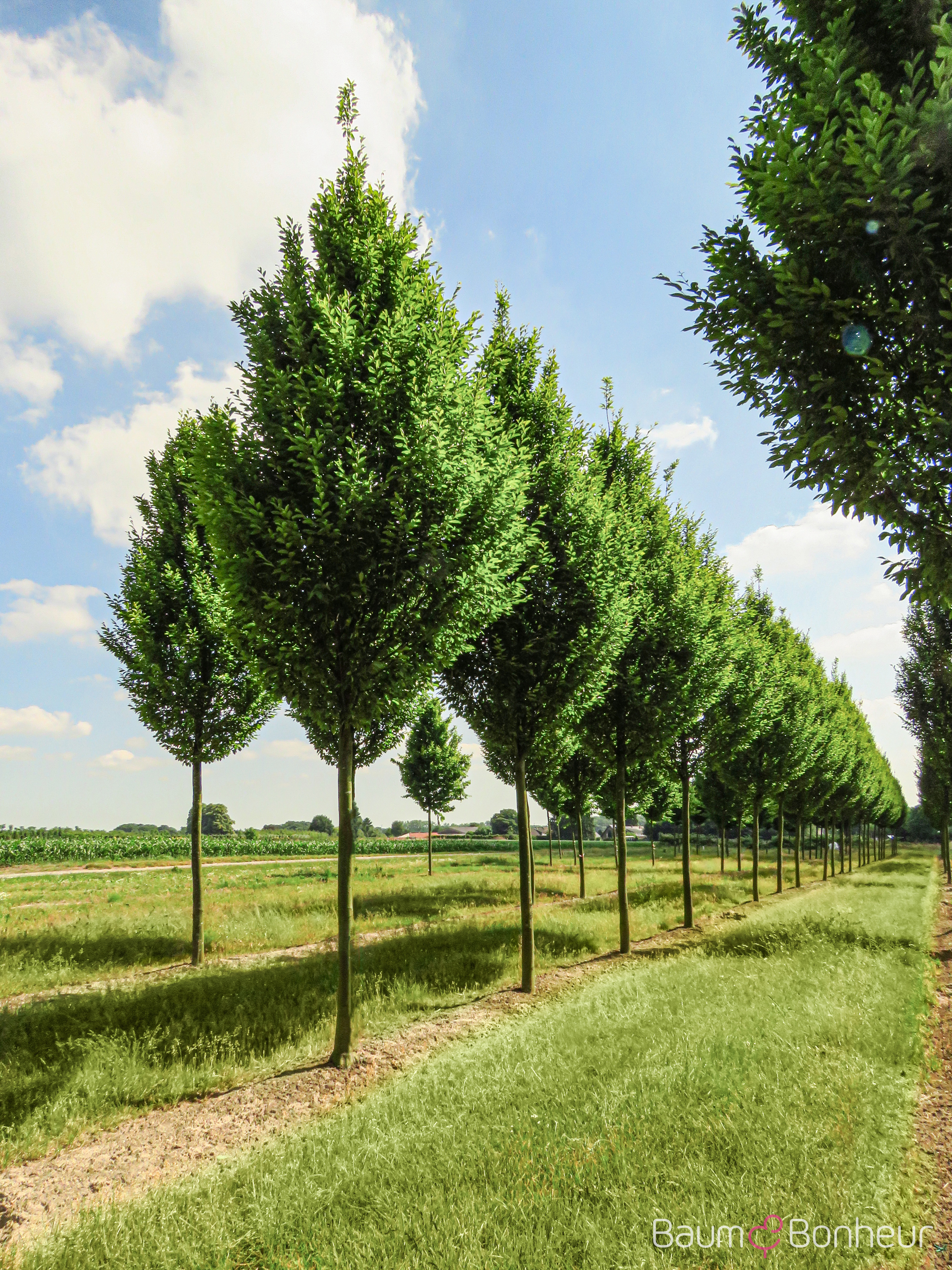 Carpinus betulus 'Frans Fontaine'