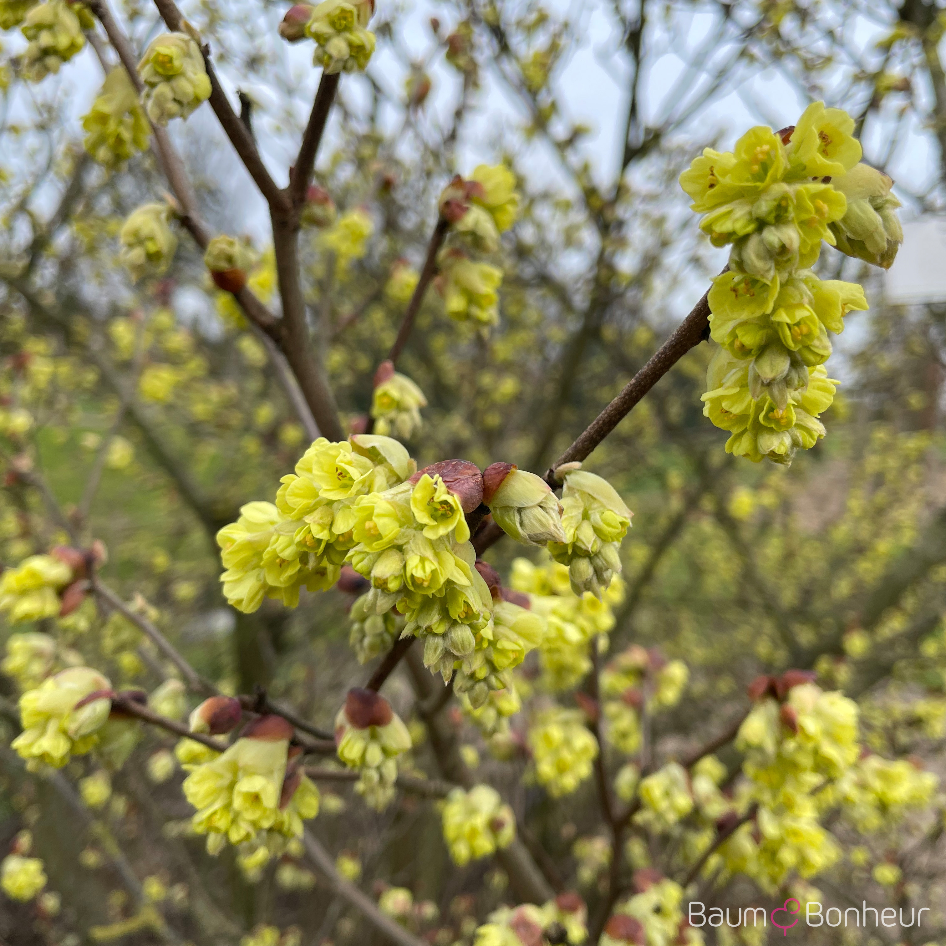 Corylopsis spicata