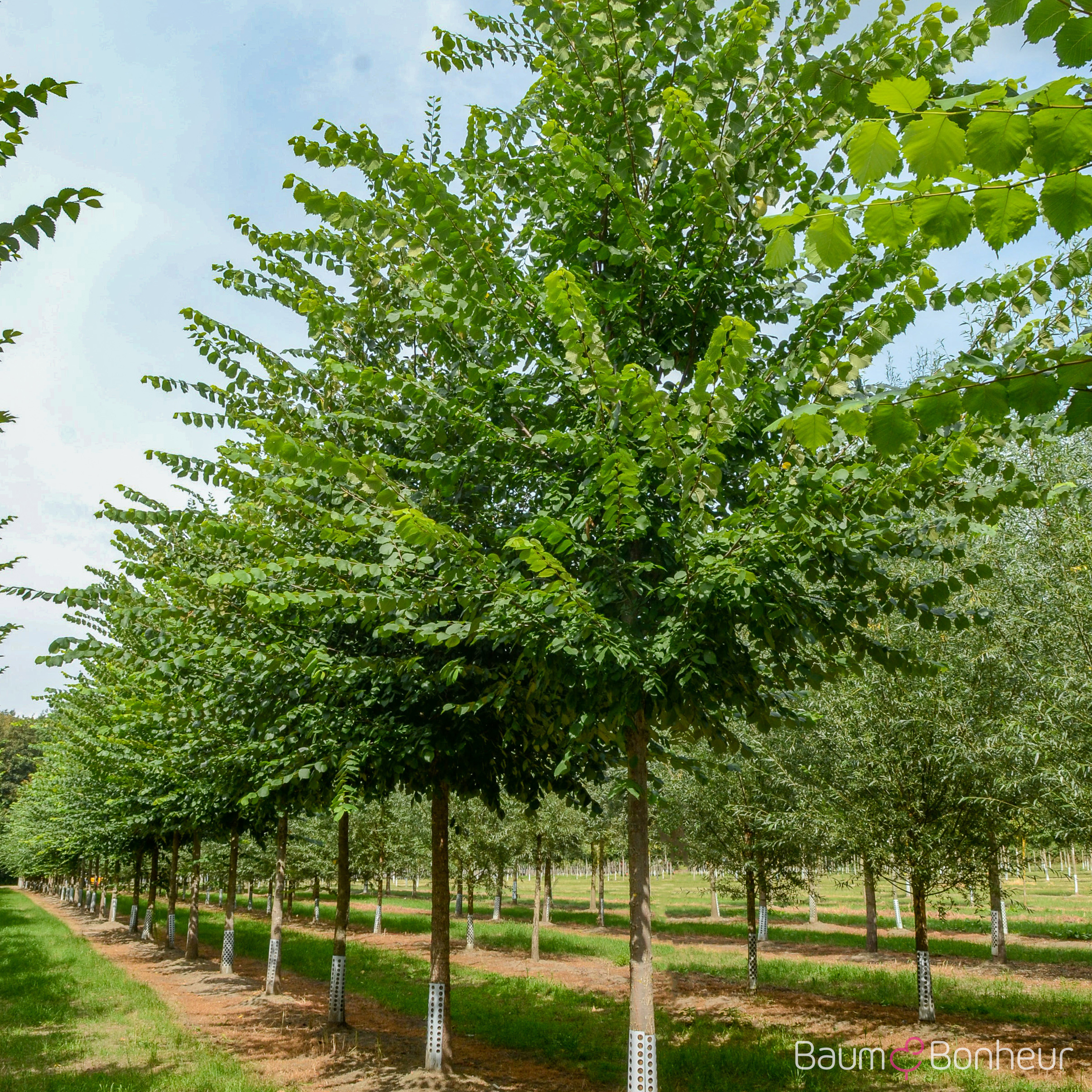 Ulmus laevis