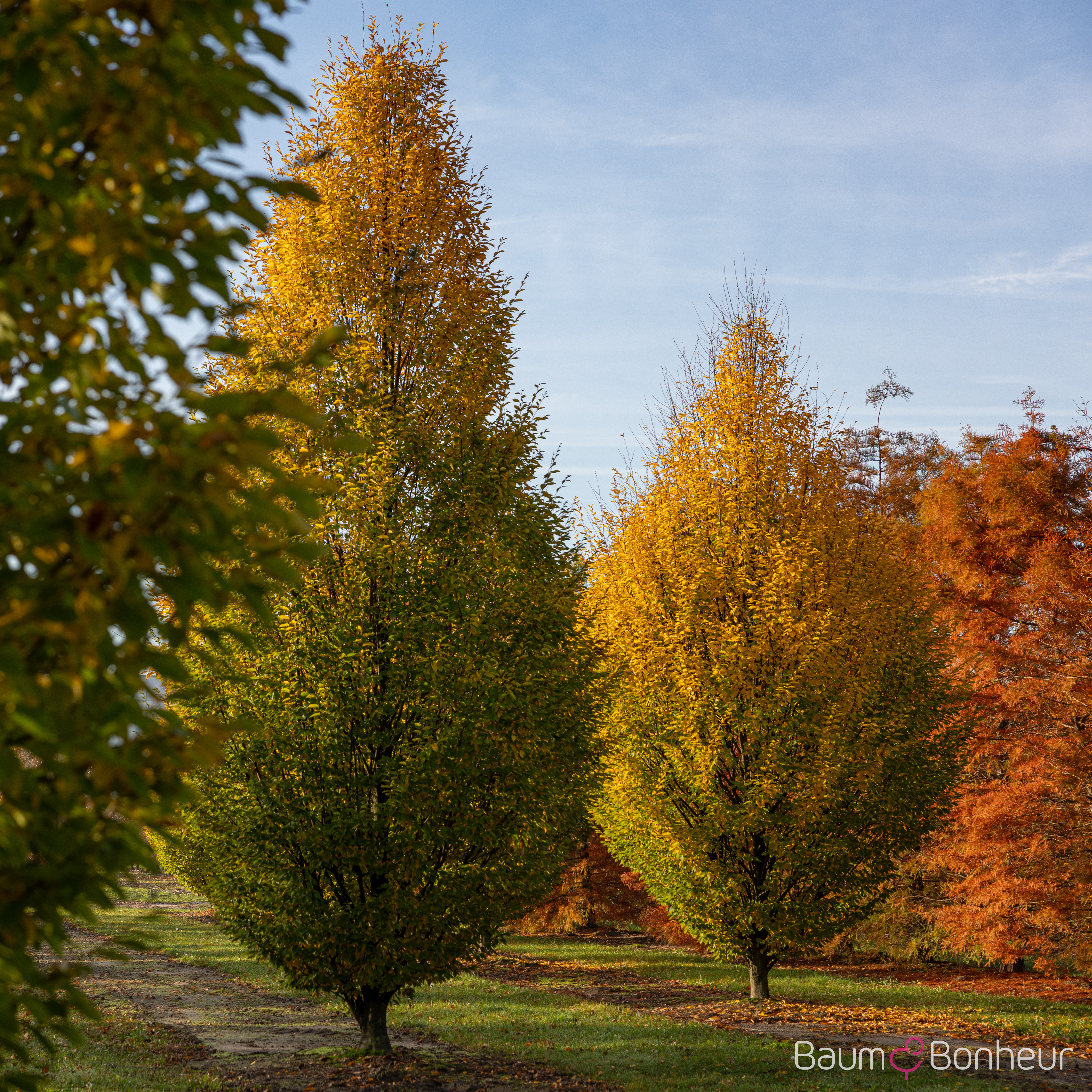 Carpinus betulus 'Fastigiata'
