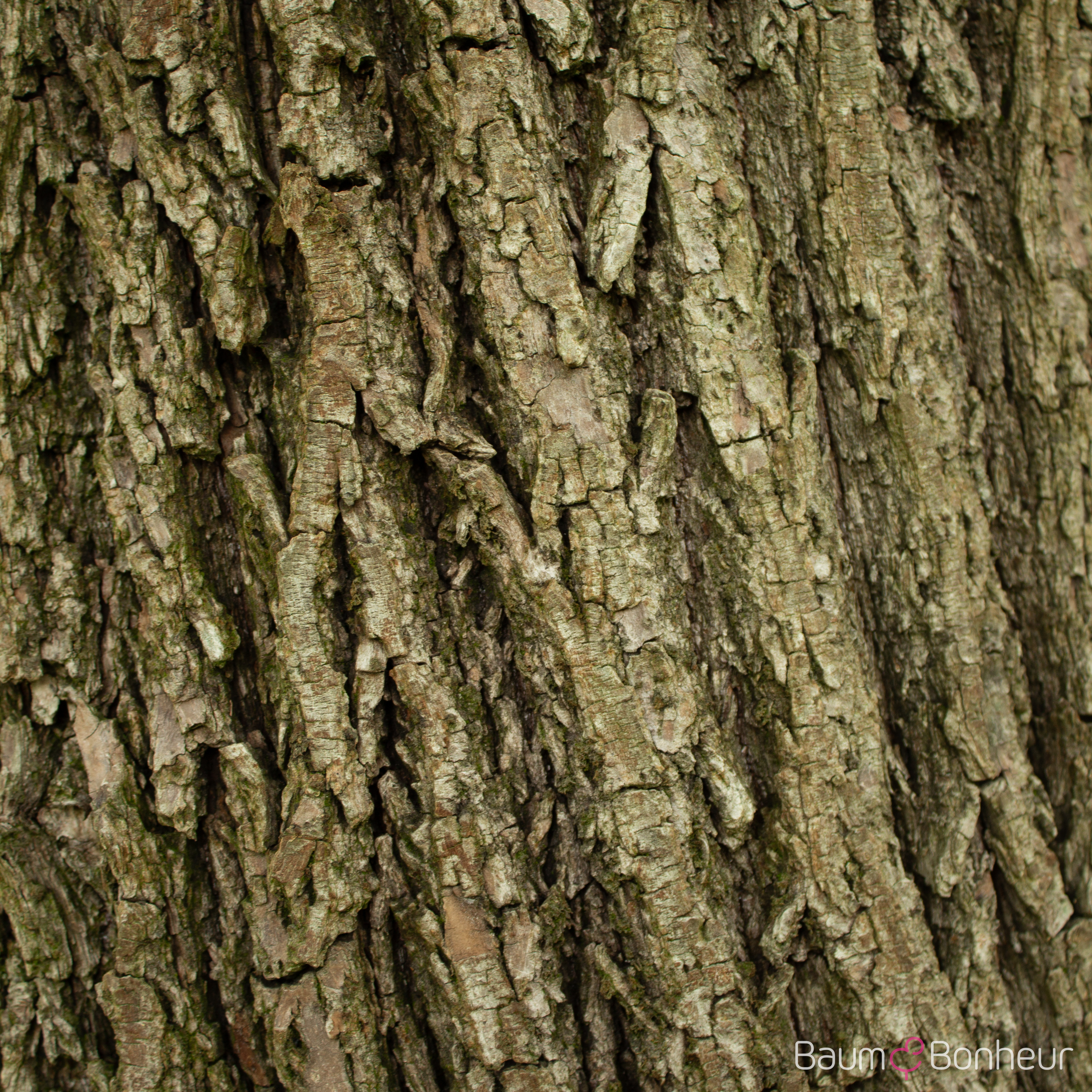 Salix alba