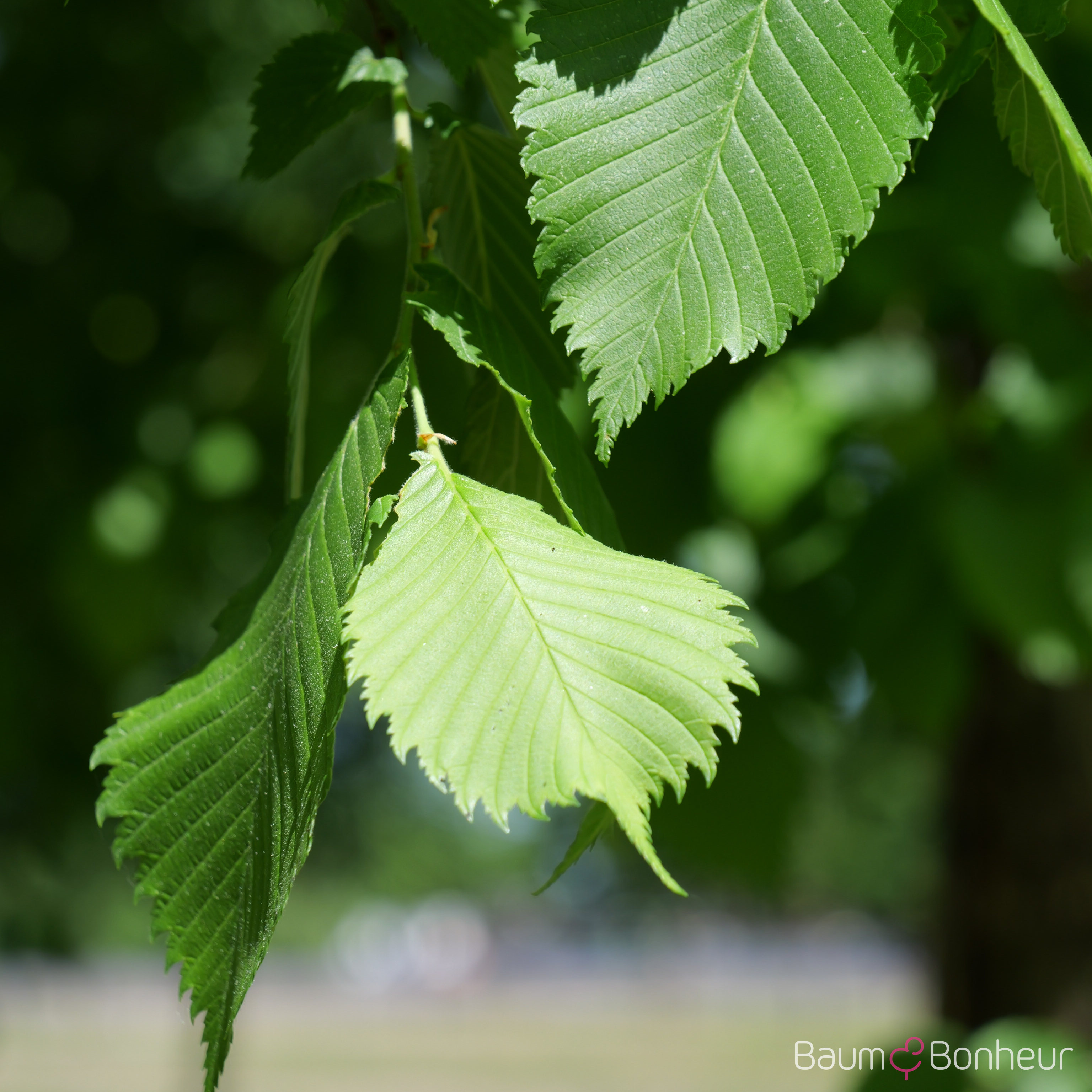 Ulmus laevis