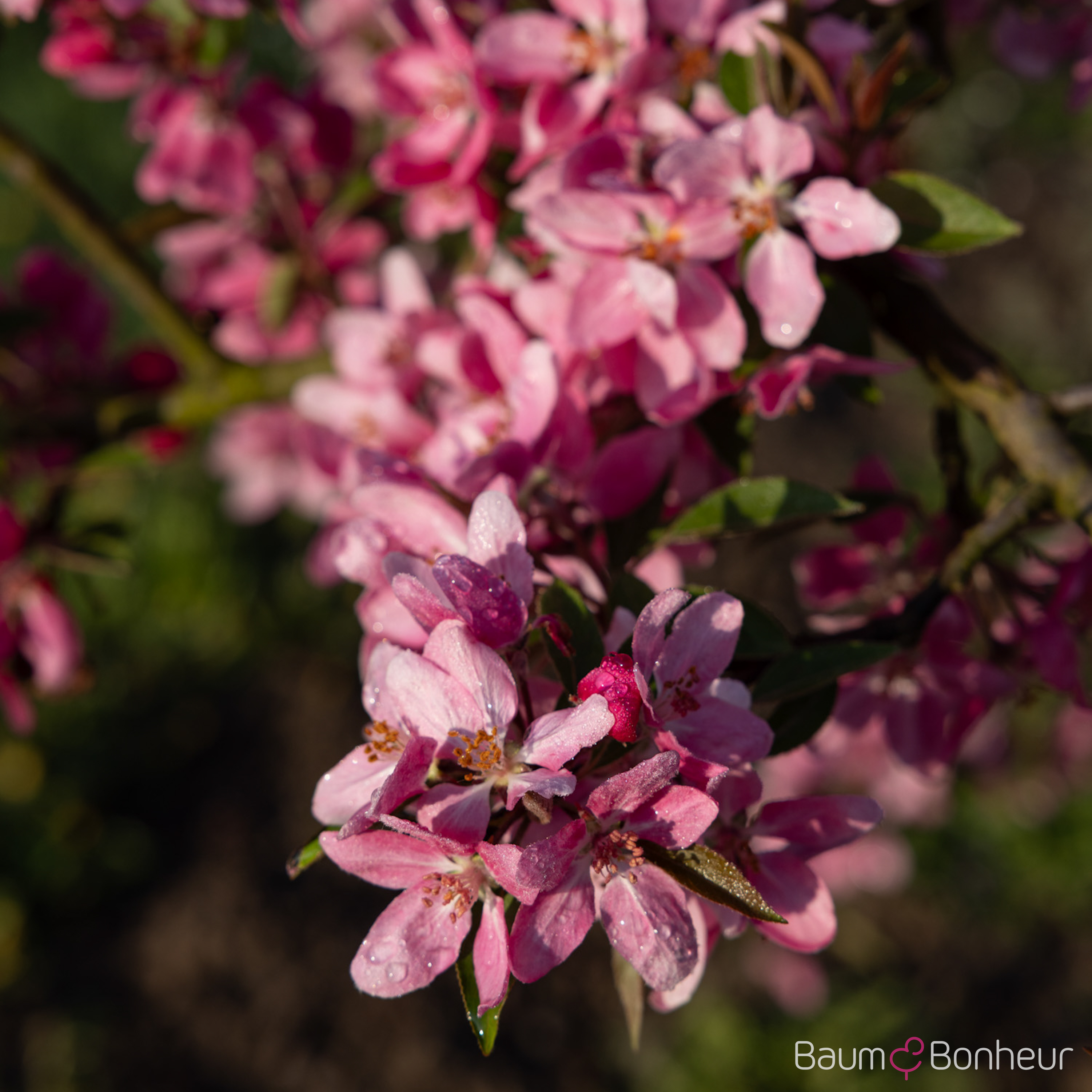 Malus 'Hopa'