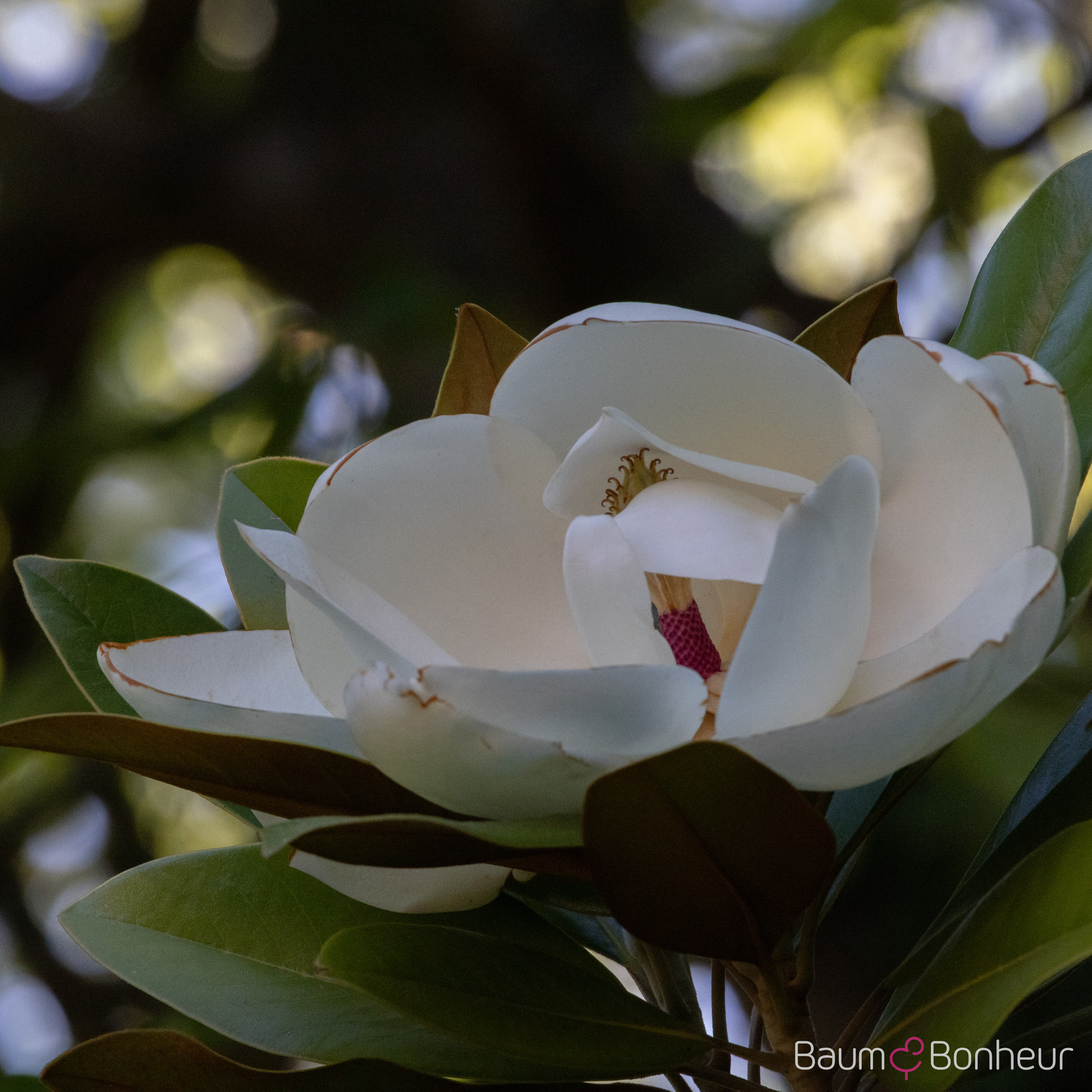 Magnolia grandiflora 'Galissonnière'