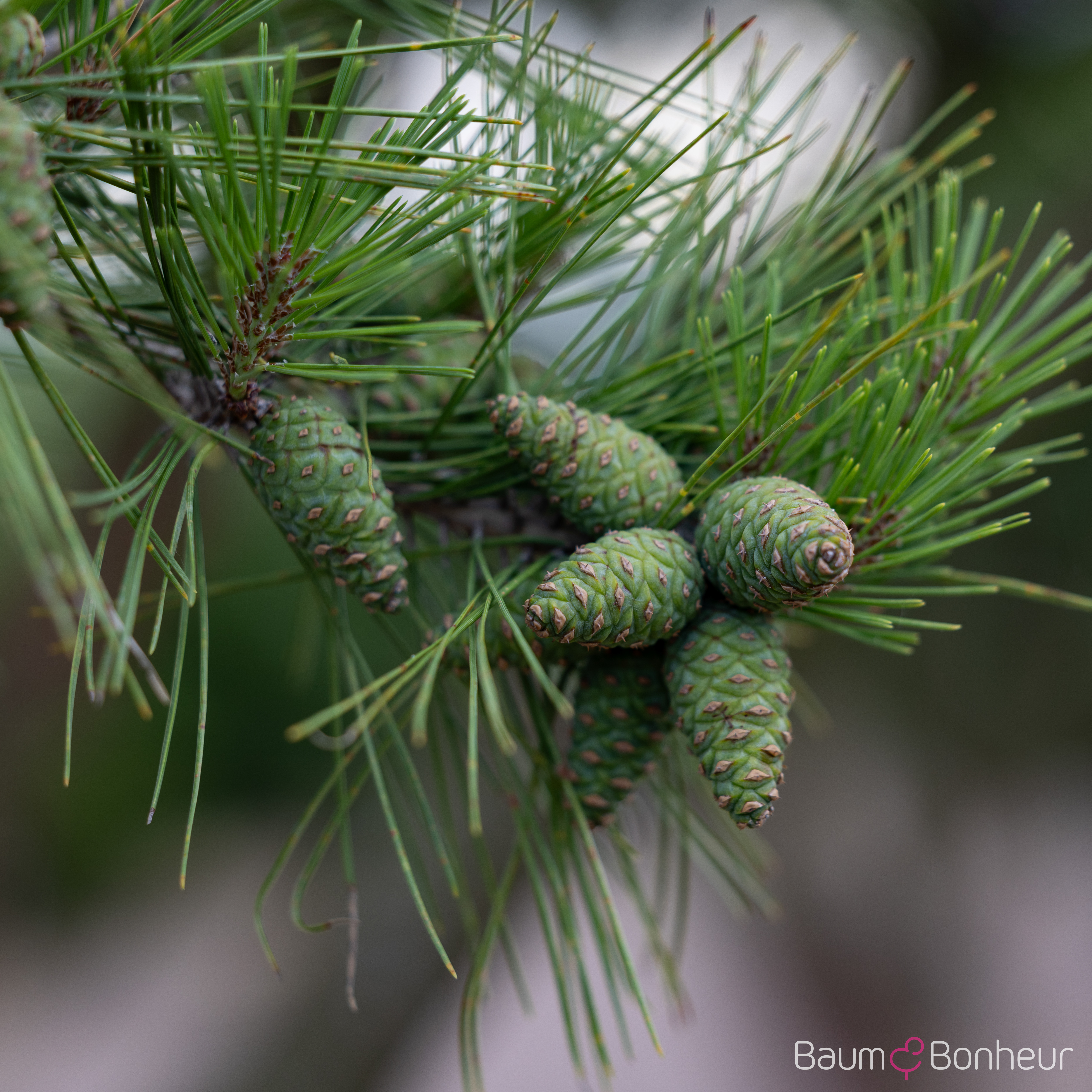 Pinus densiflora 'Umbraculifera'