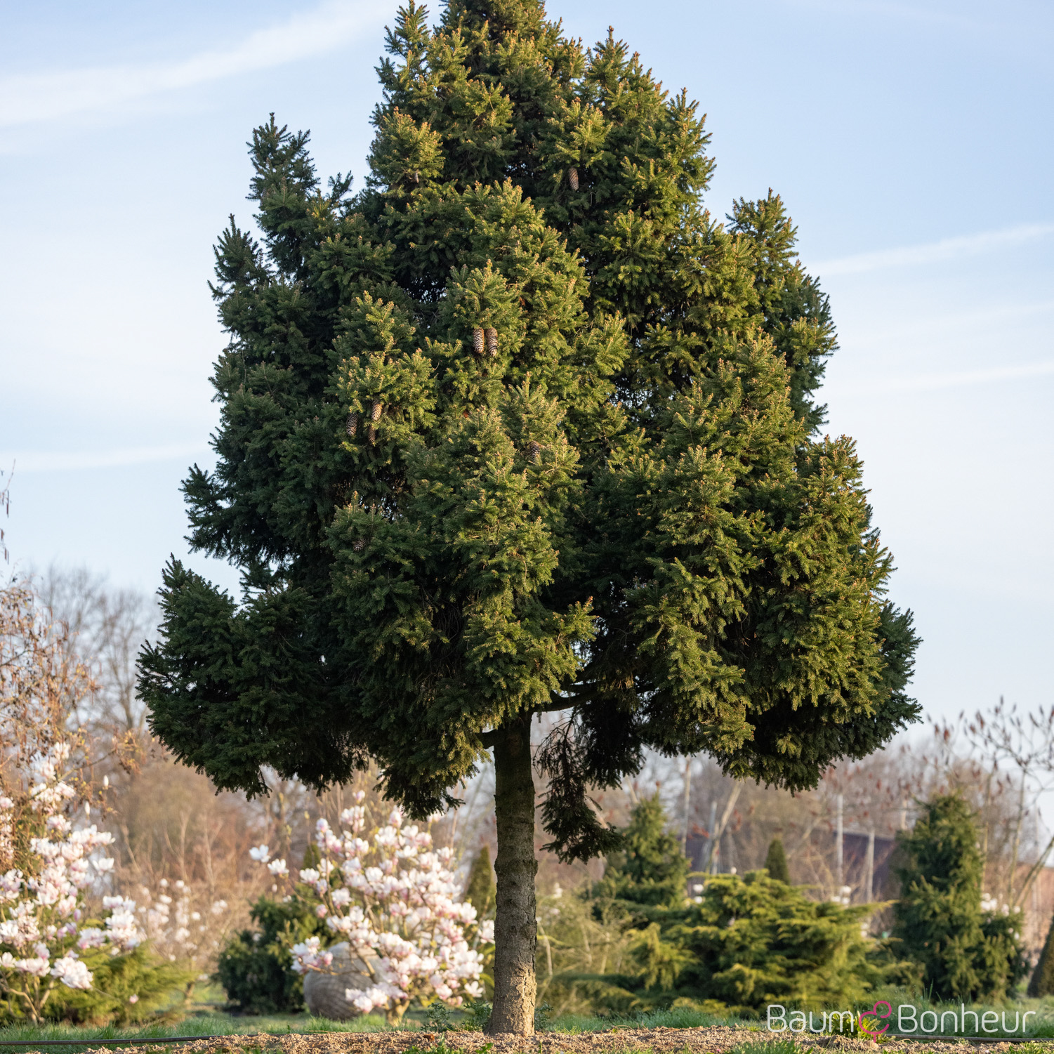 Picea abies 'Pygmaea'