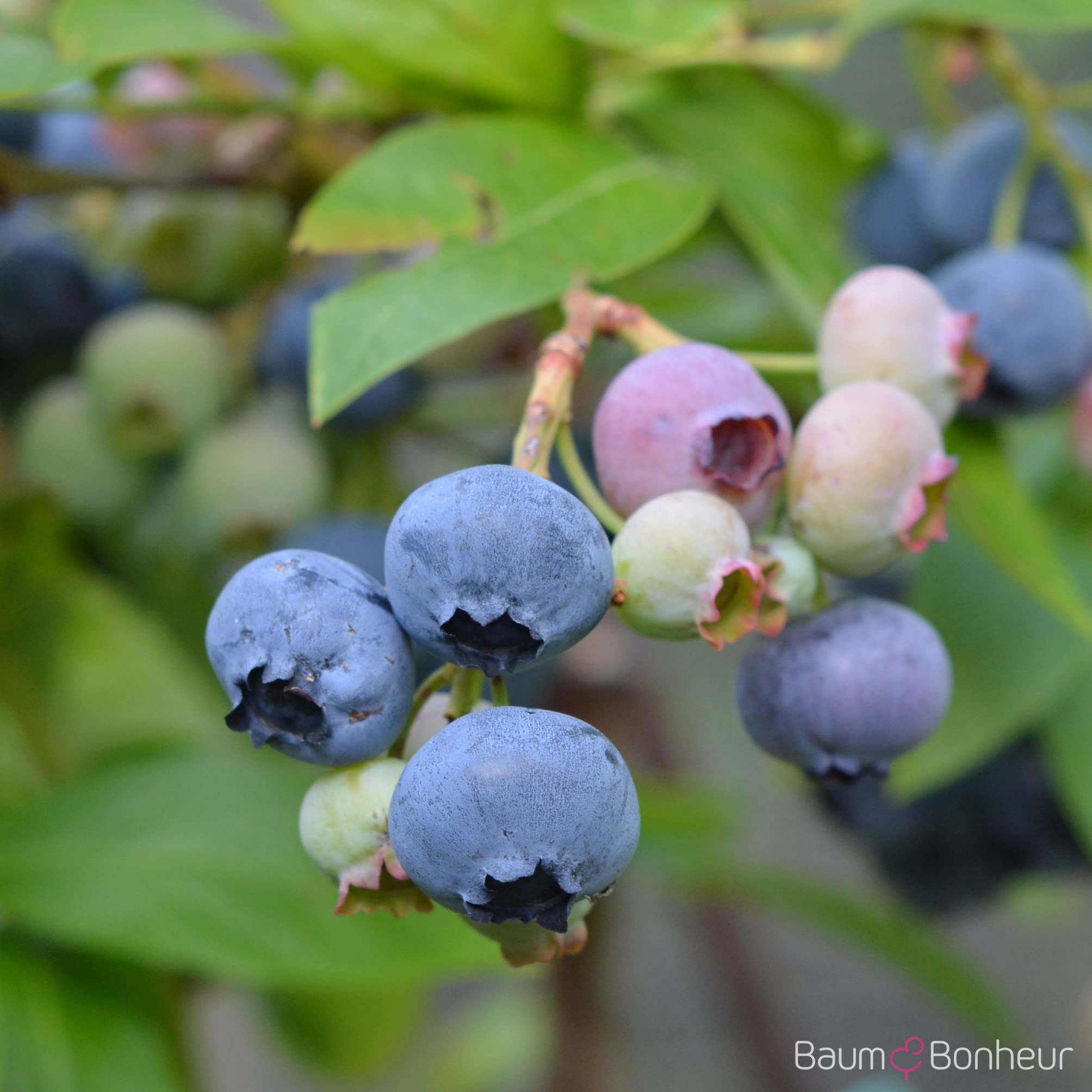 Vaccinium corymbosum 'Goldtraube'