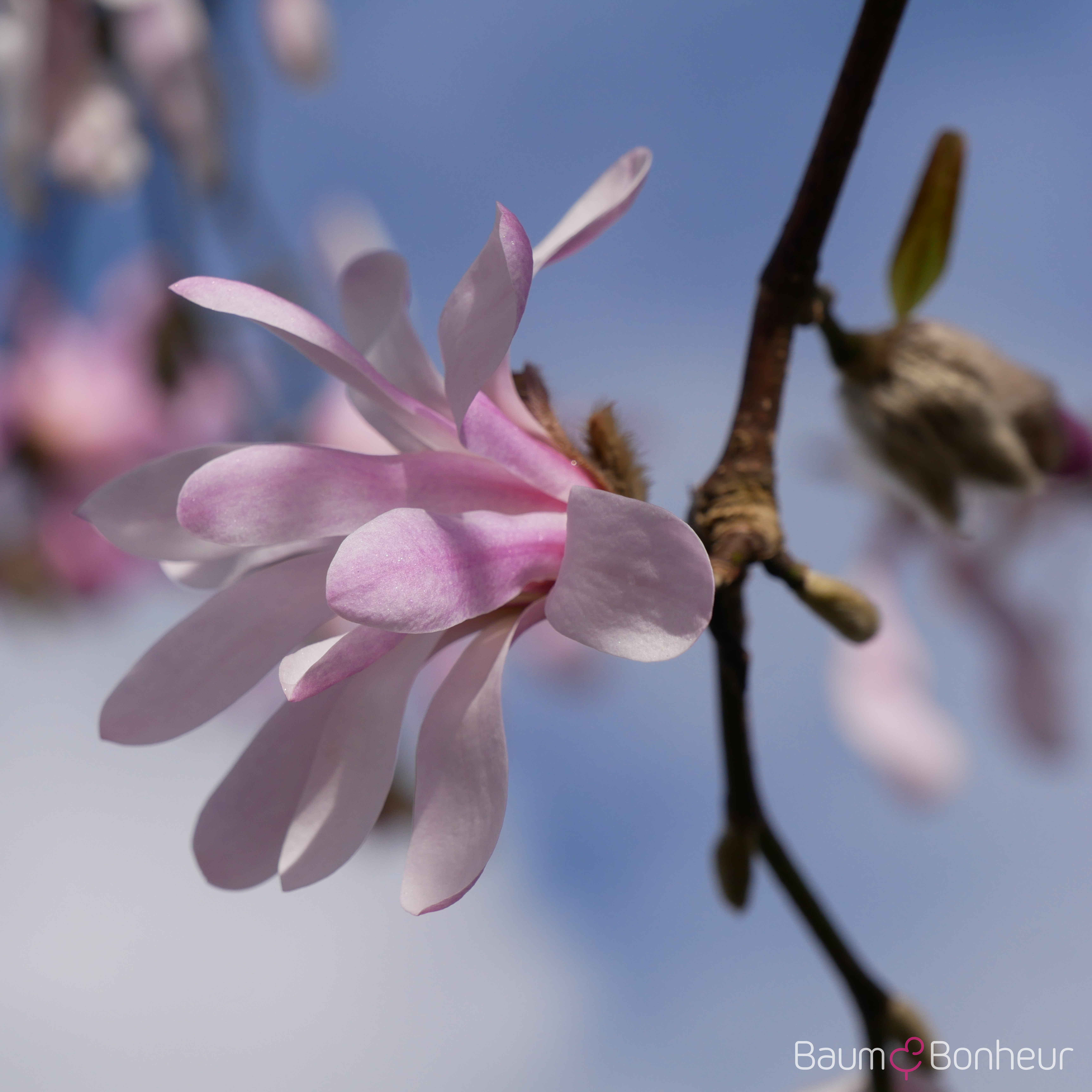 Magnolia loebneri 'Leonard Messel'