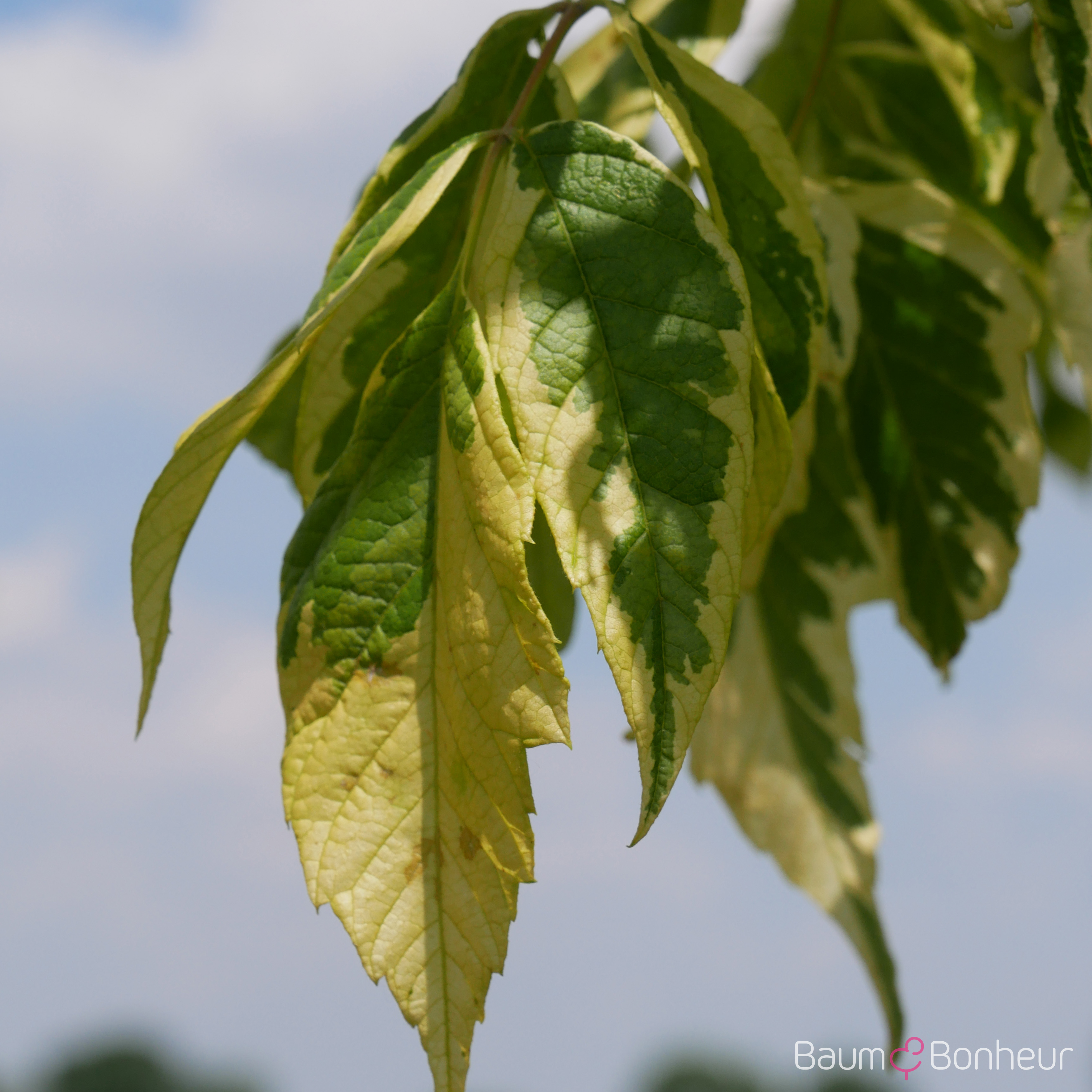 Acer negundo 'Aureo-variegatum'