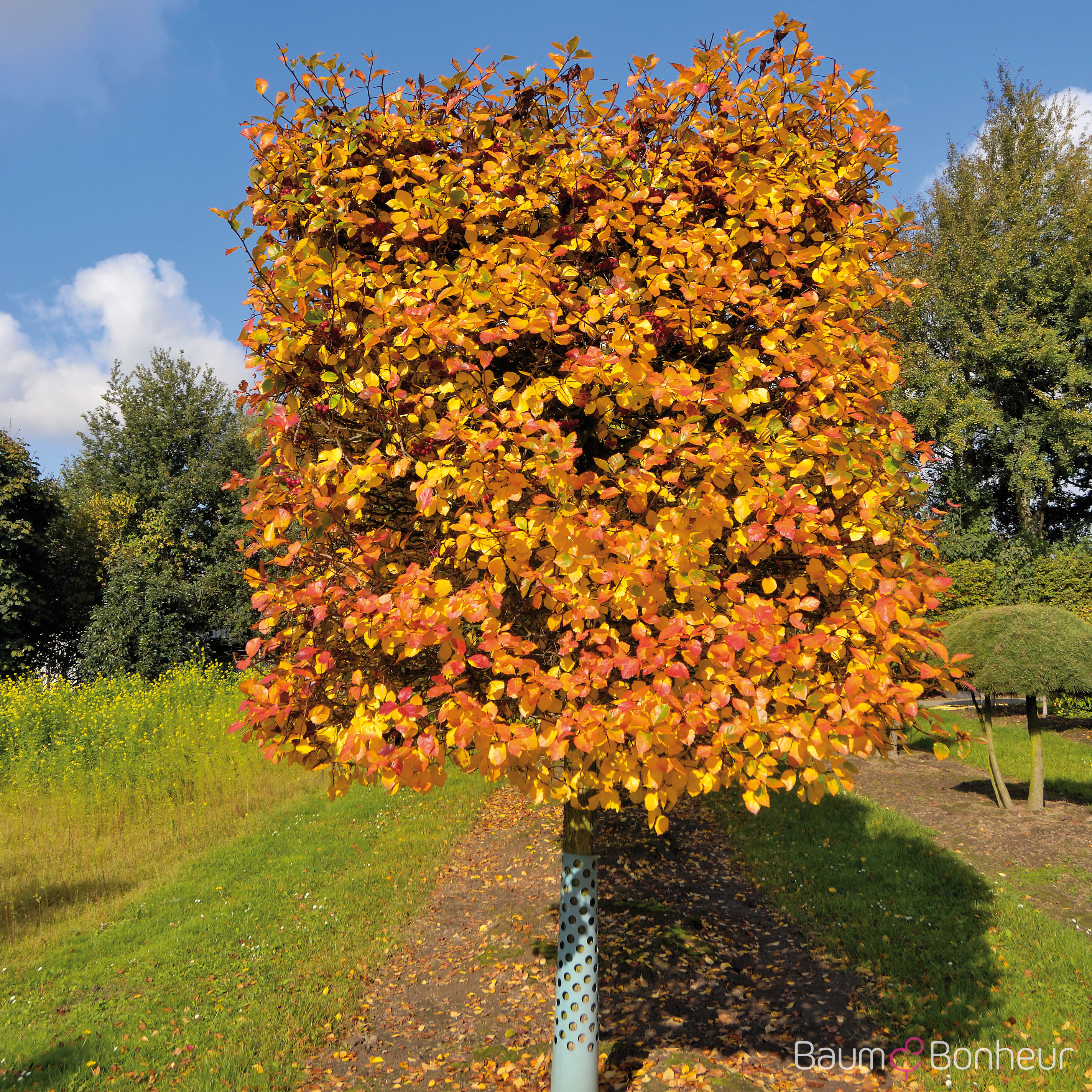 Crataegus persimilis 'Splendens'