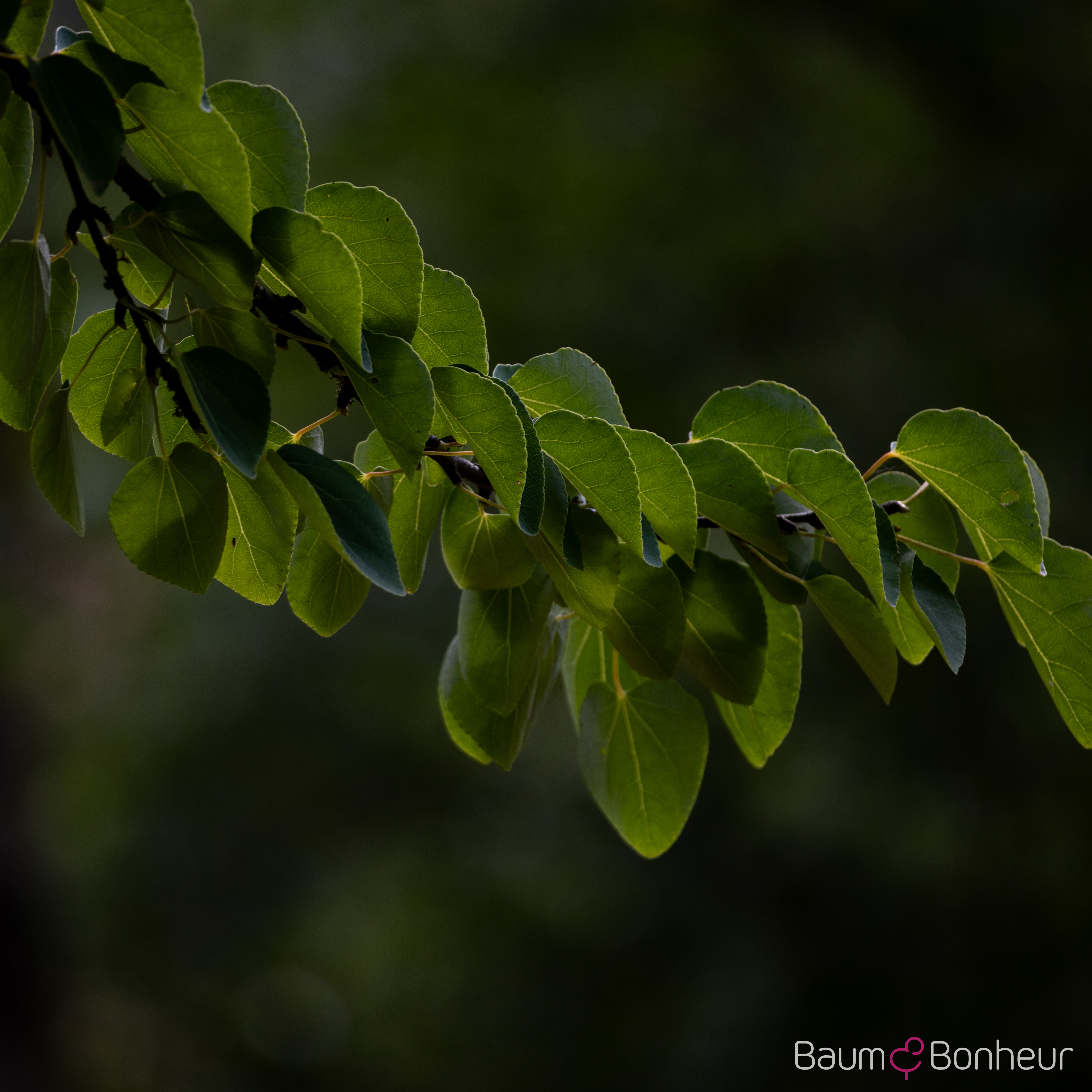 Cercidiphyllum japonicum