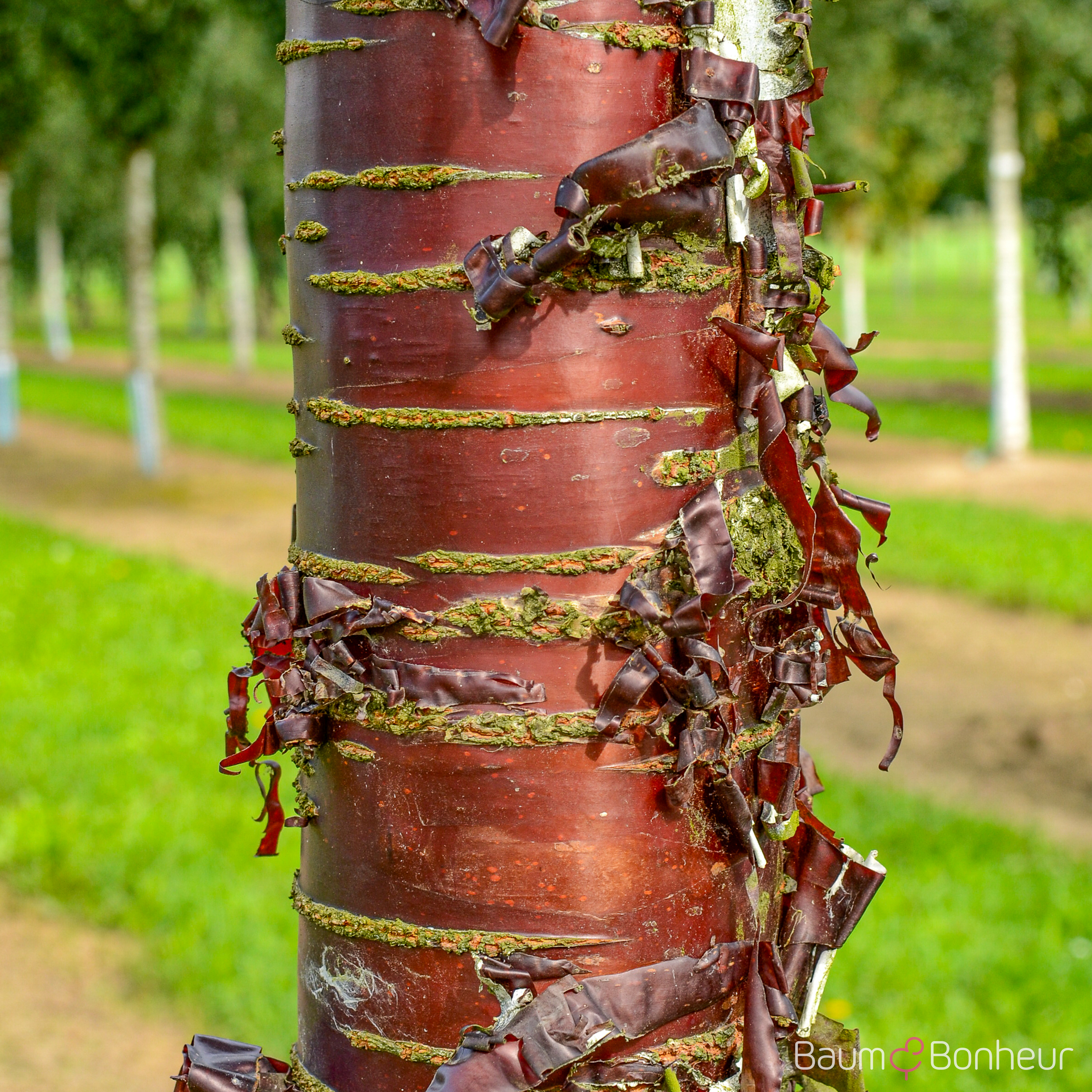 Prunus serrula