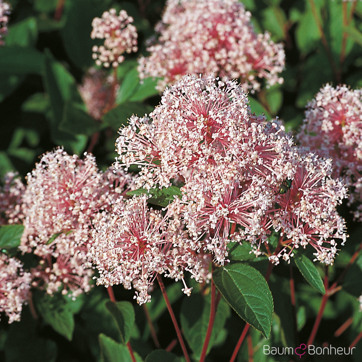 Ceanothus x pallidus 'Marie Simon'