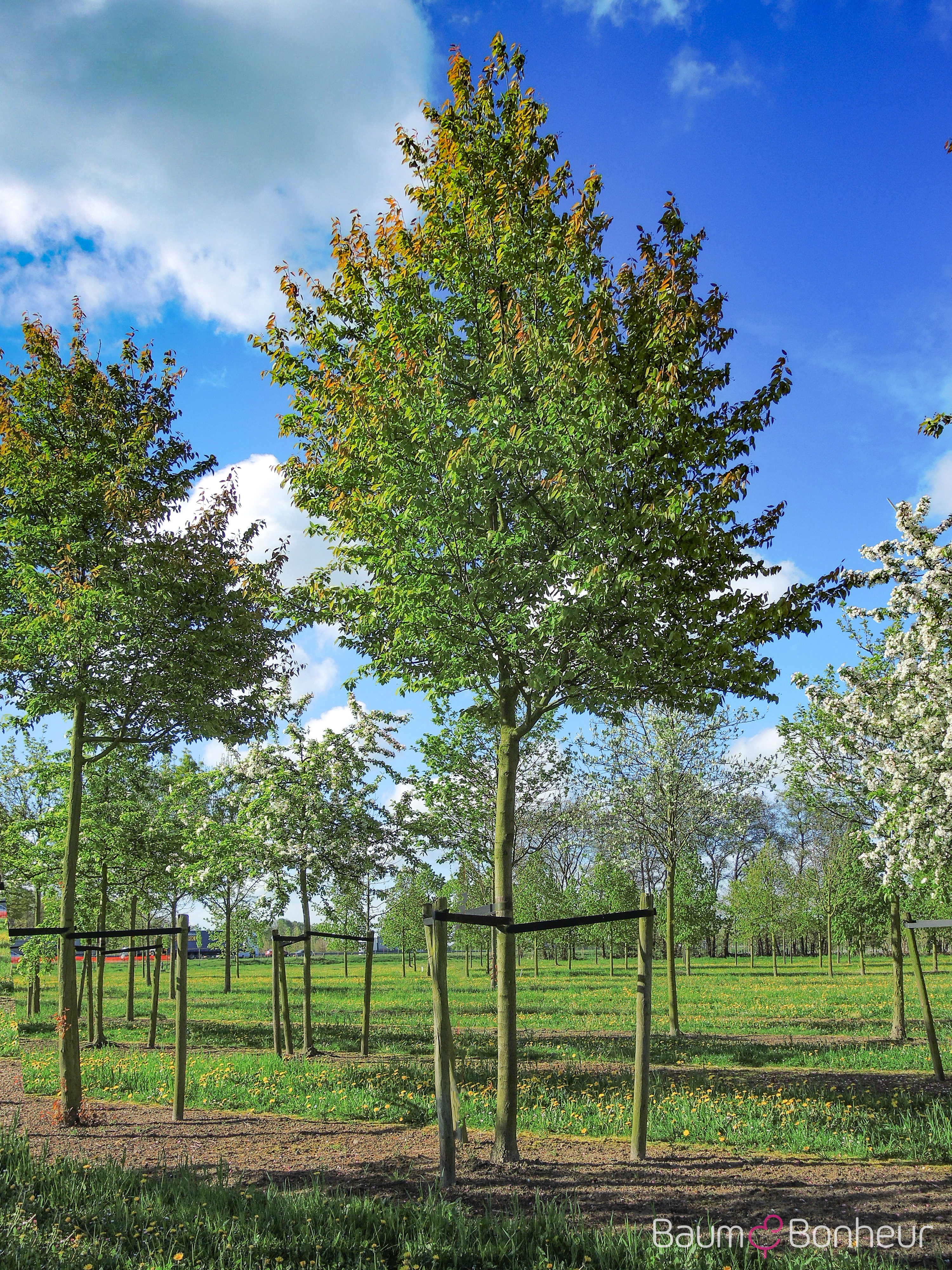 Amelanchier arborea 'Robin Hill'