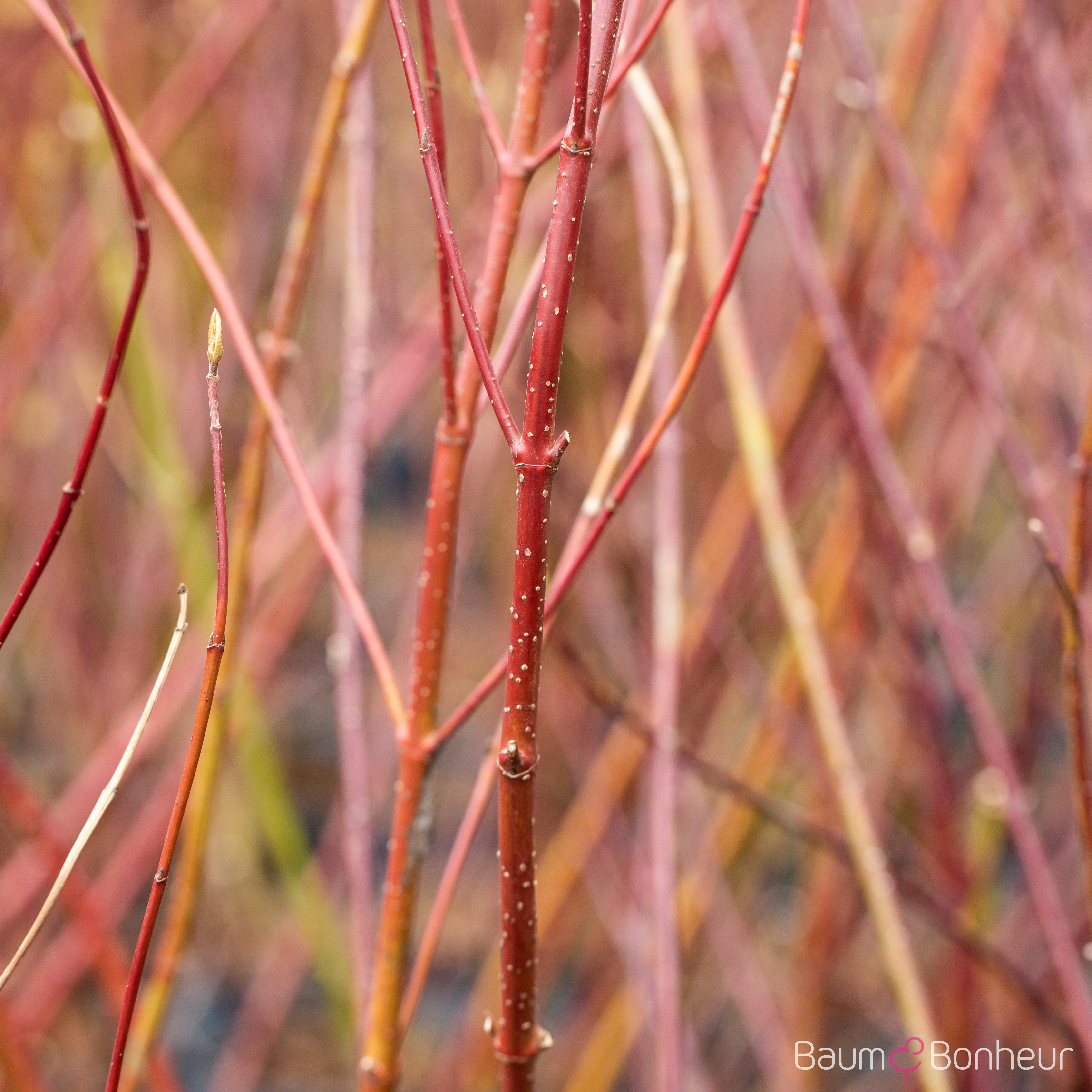 Cornus alba 'Elegantissima'