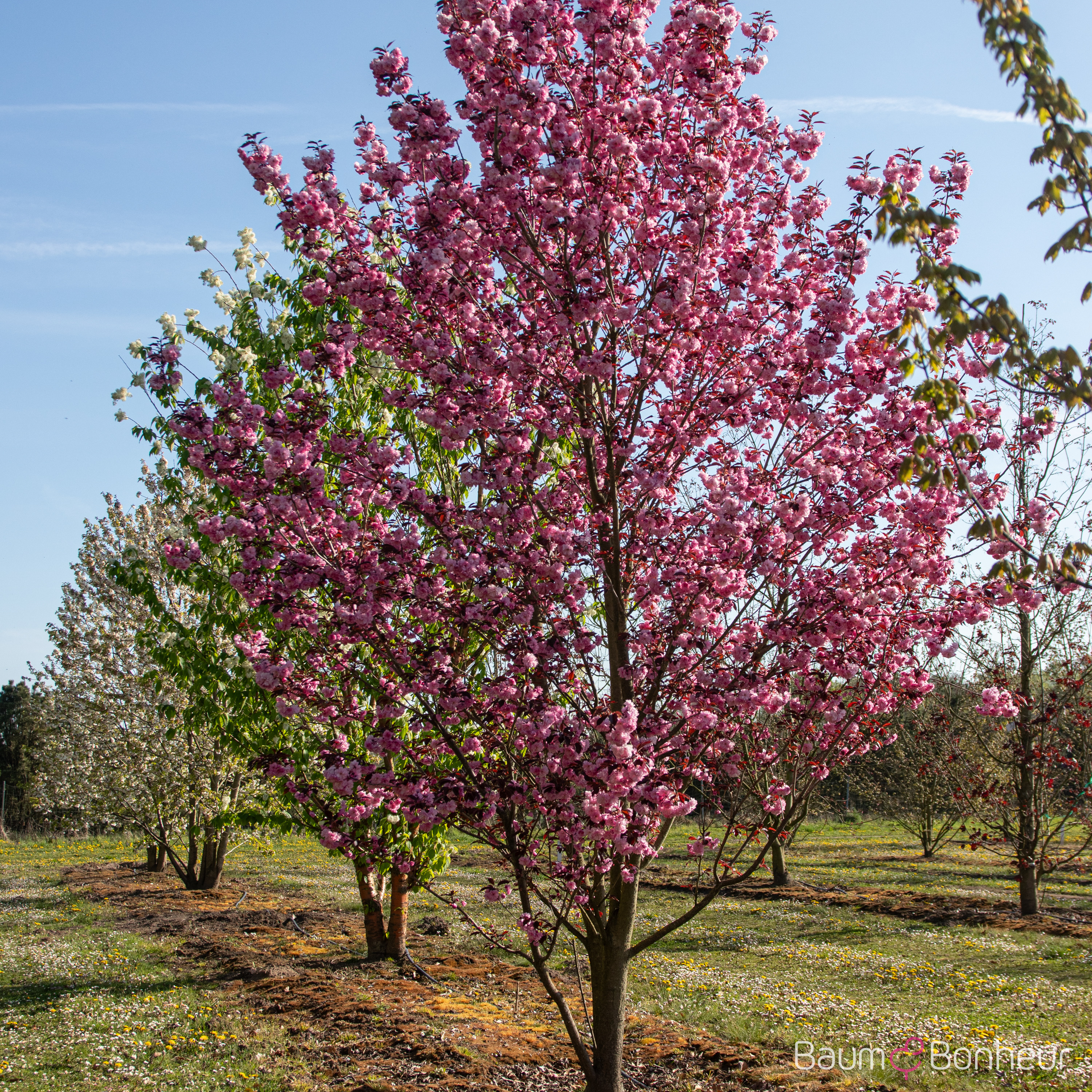Prunus serrulata 'Royal Burgundy'