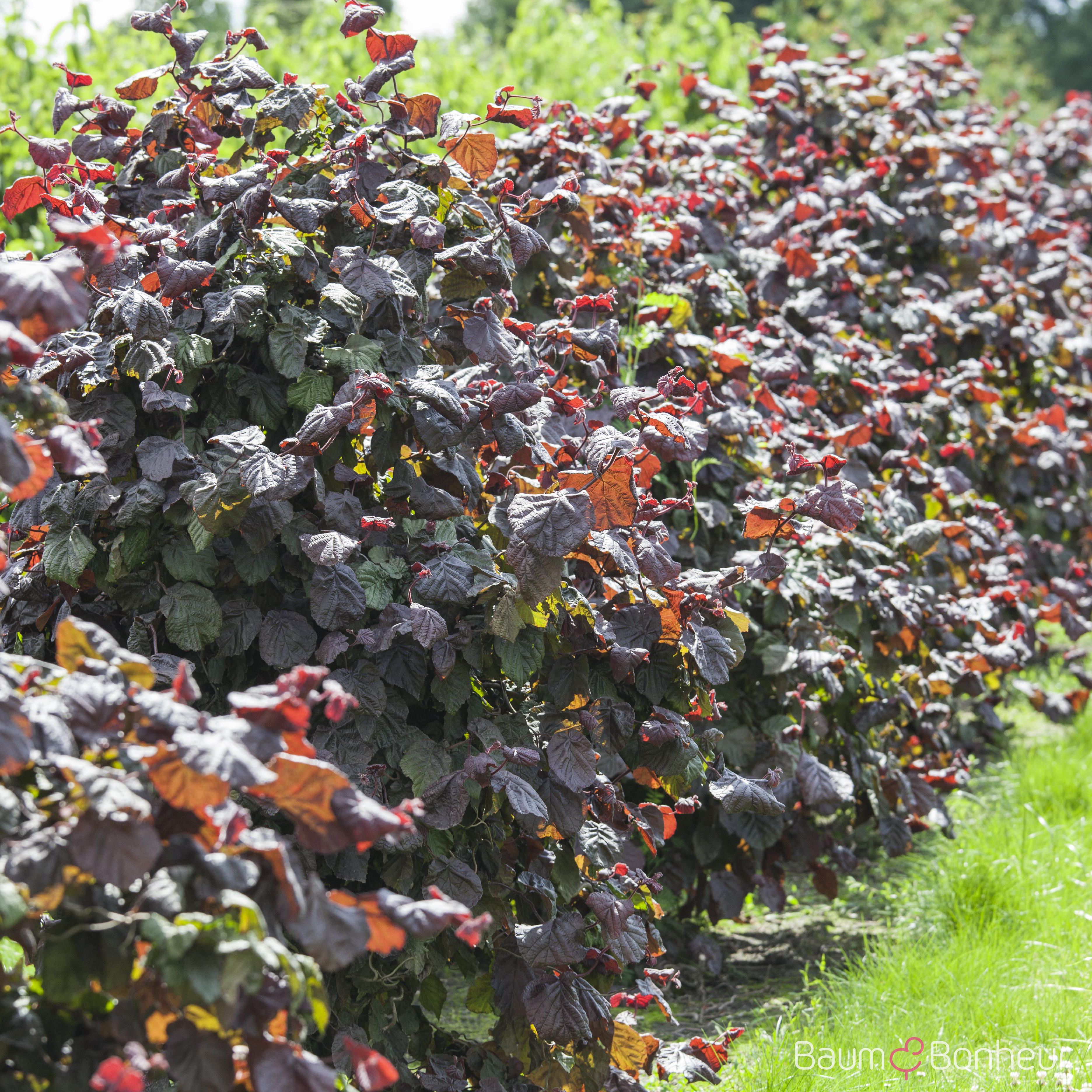Corylus avellana 'Rotblättrige Zellernuss'