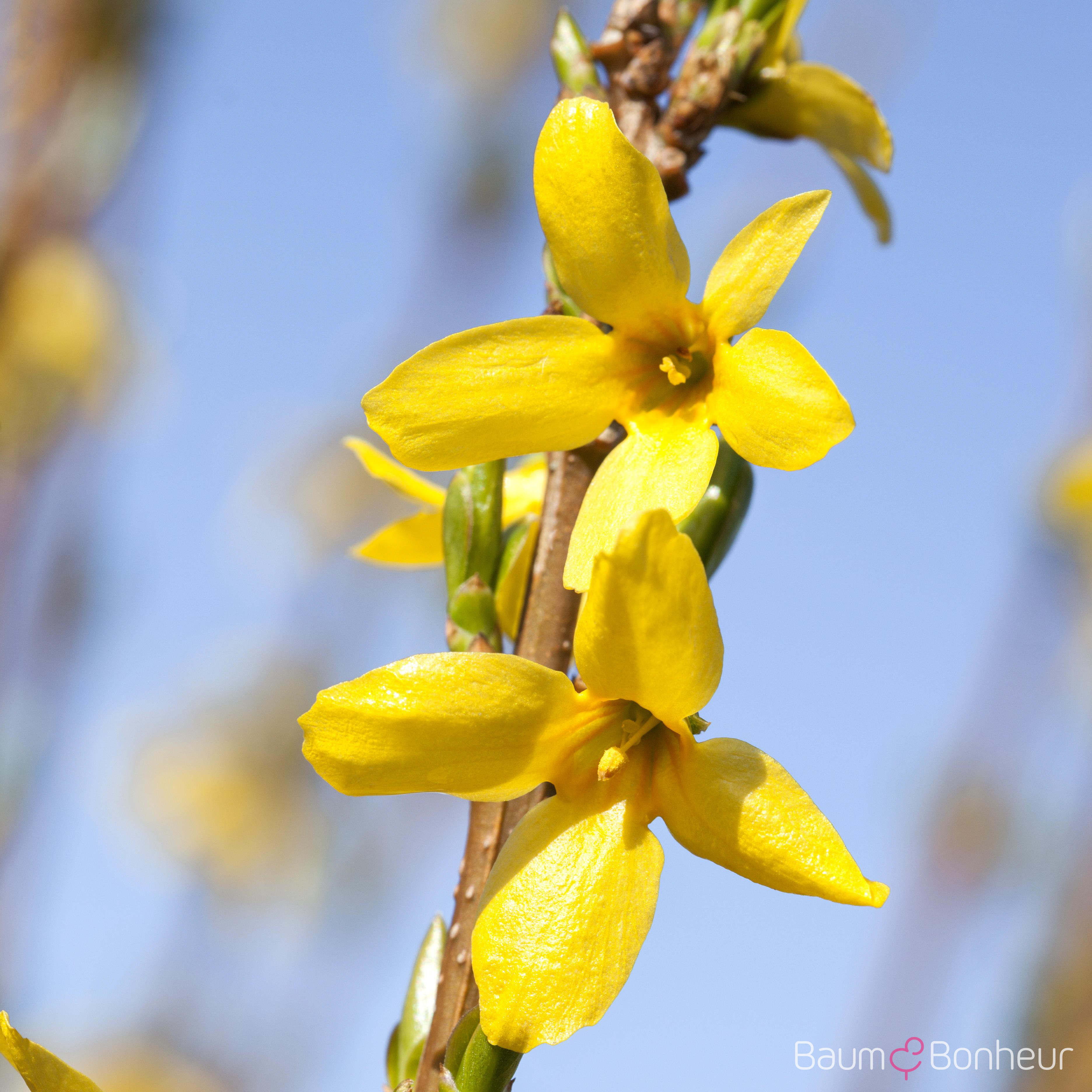 Forsythia intermedia 'Week-End' -R-