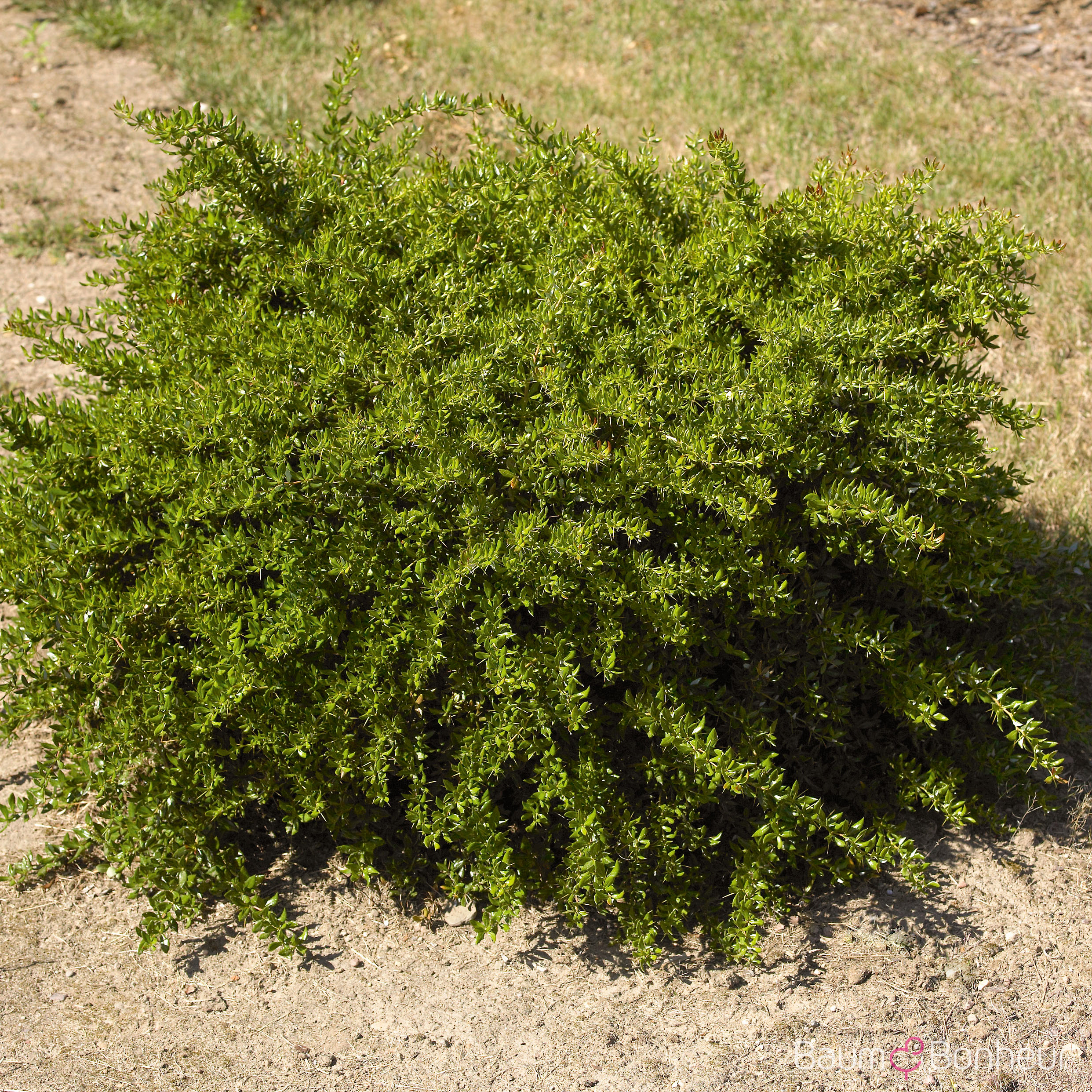 Berberis frikartii 'Amstelveen'