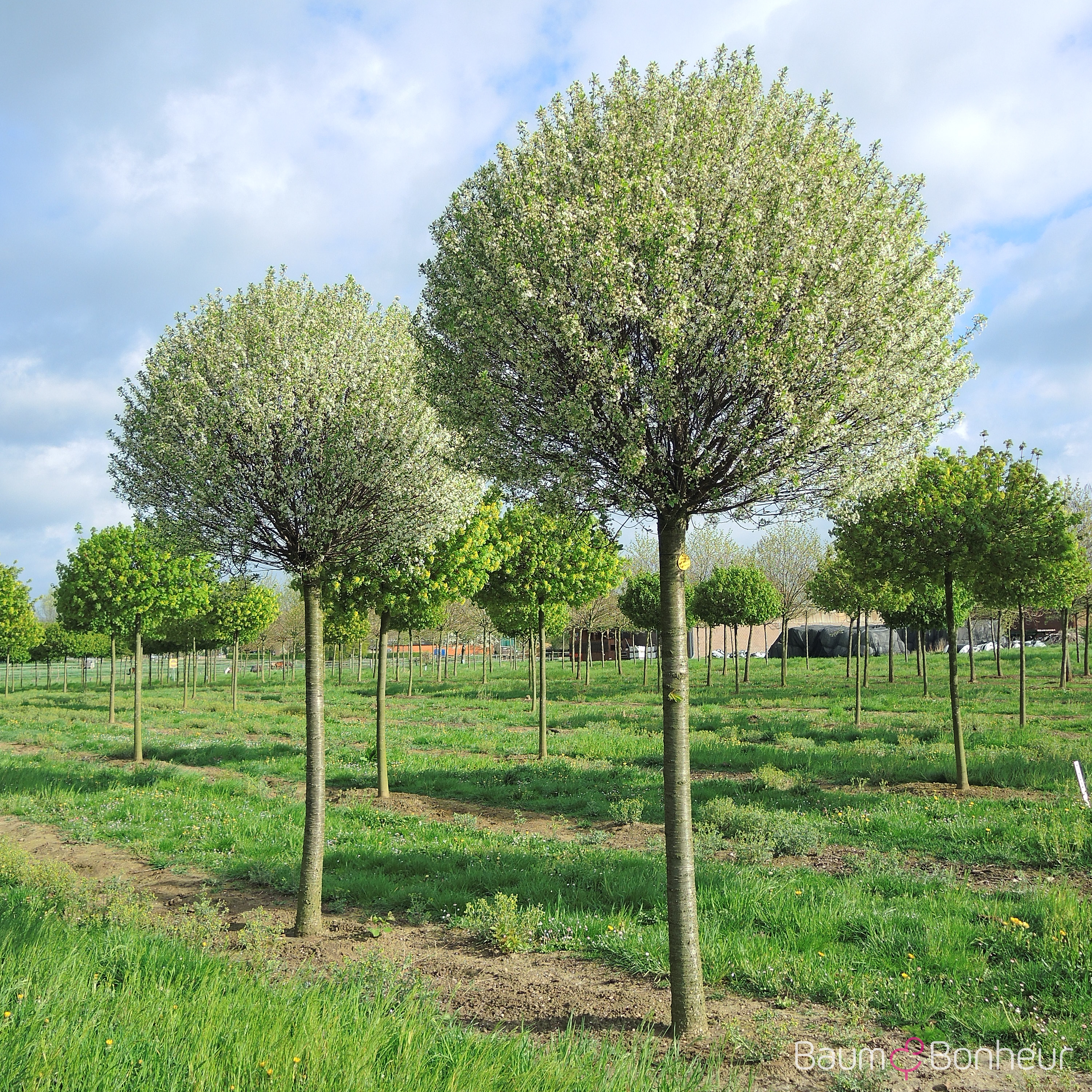 Prunus fruticosa 'Globosa'