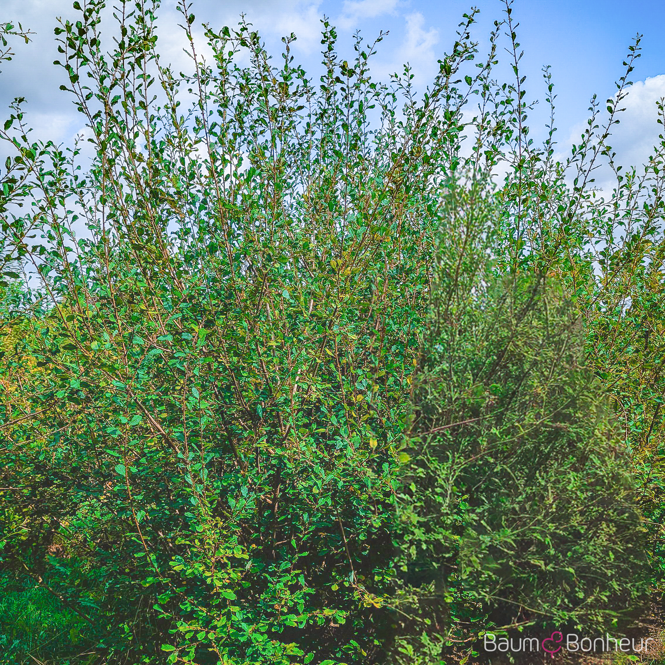 Salix cinerea