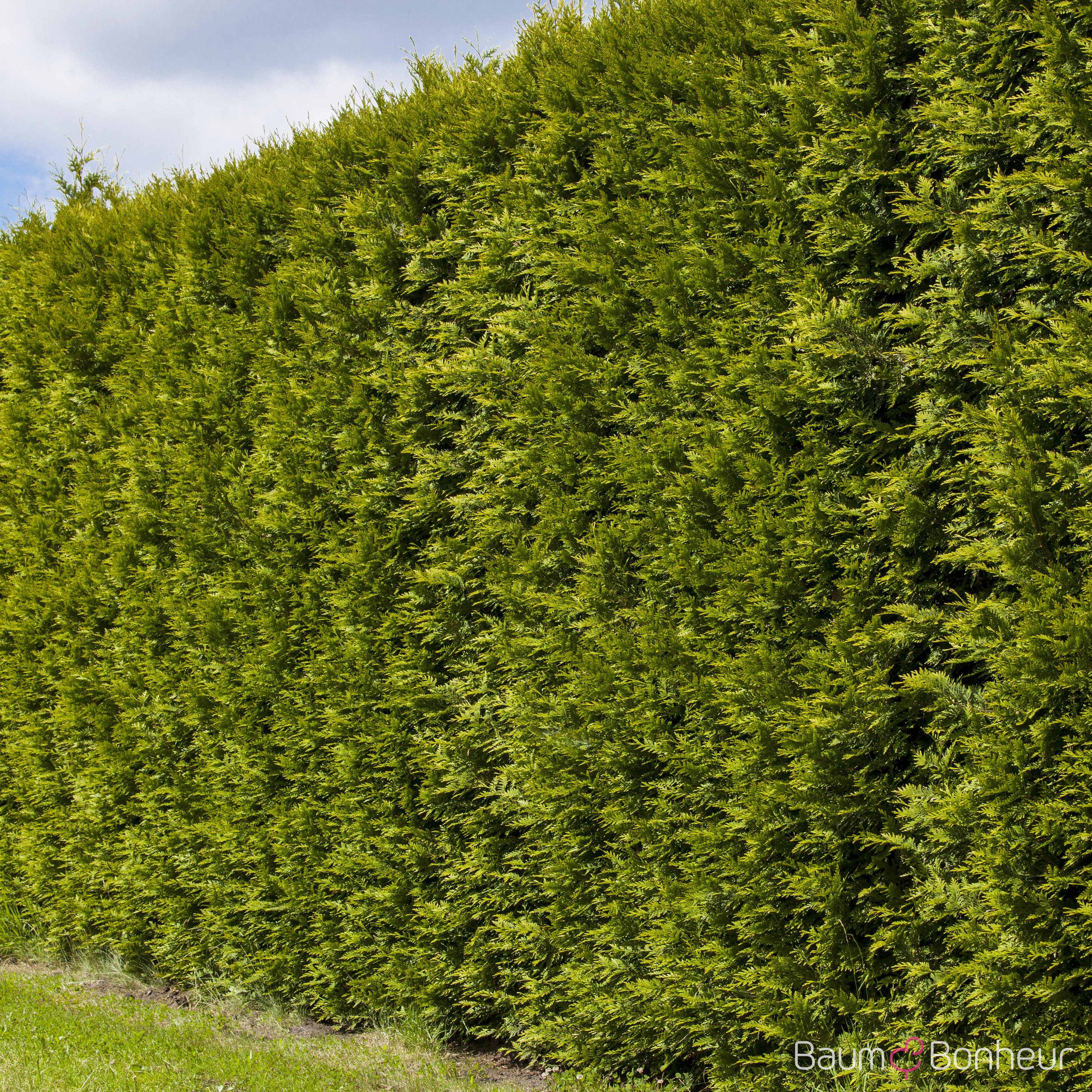 Thuja occidentalis 'Smaragd'