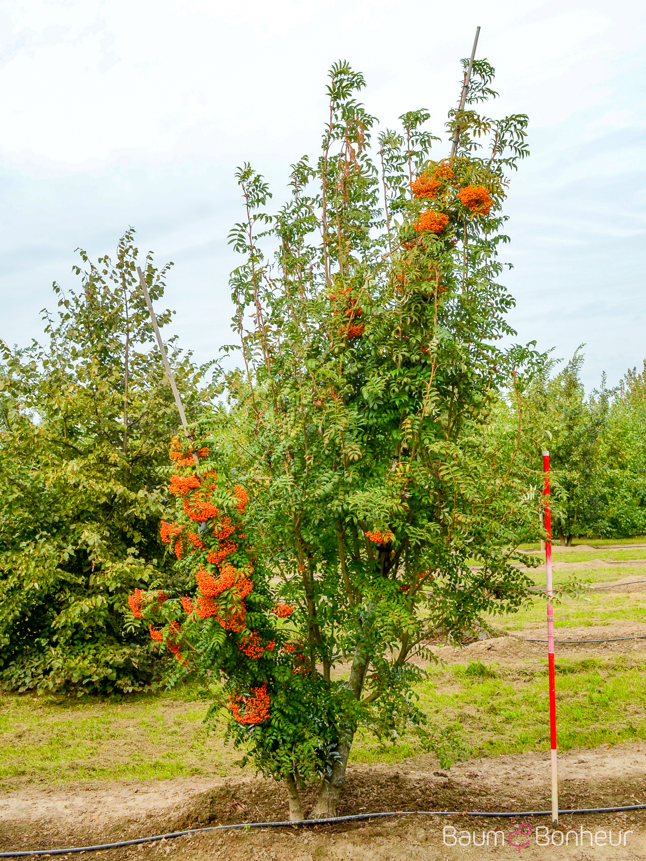 Sorbus serotina