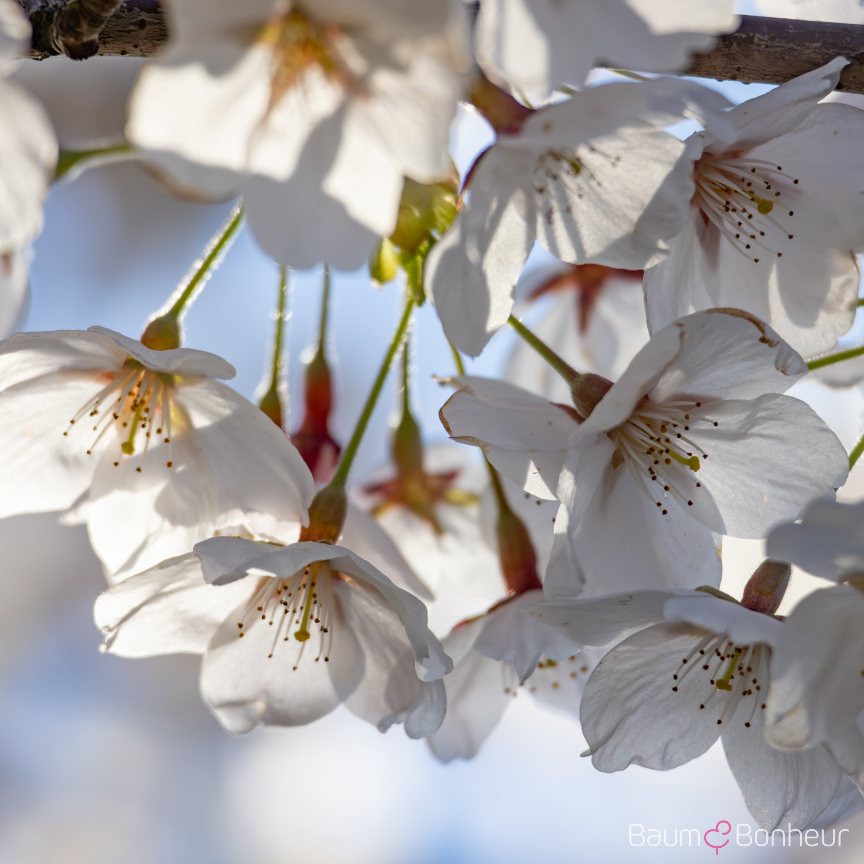 Prunus yedoensis
