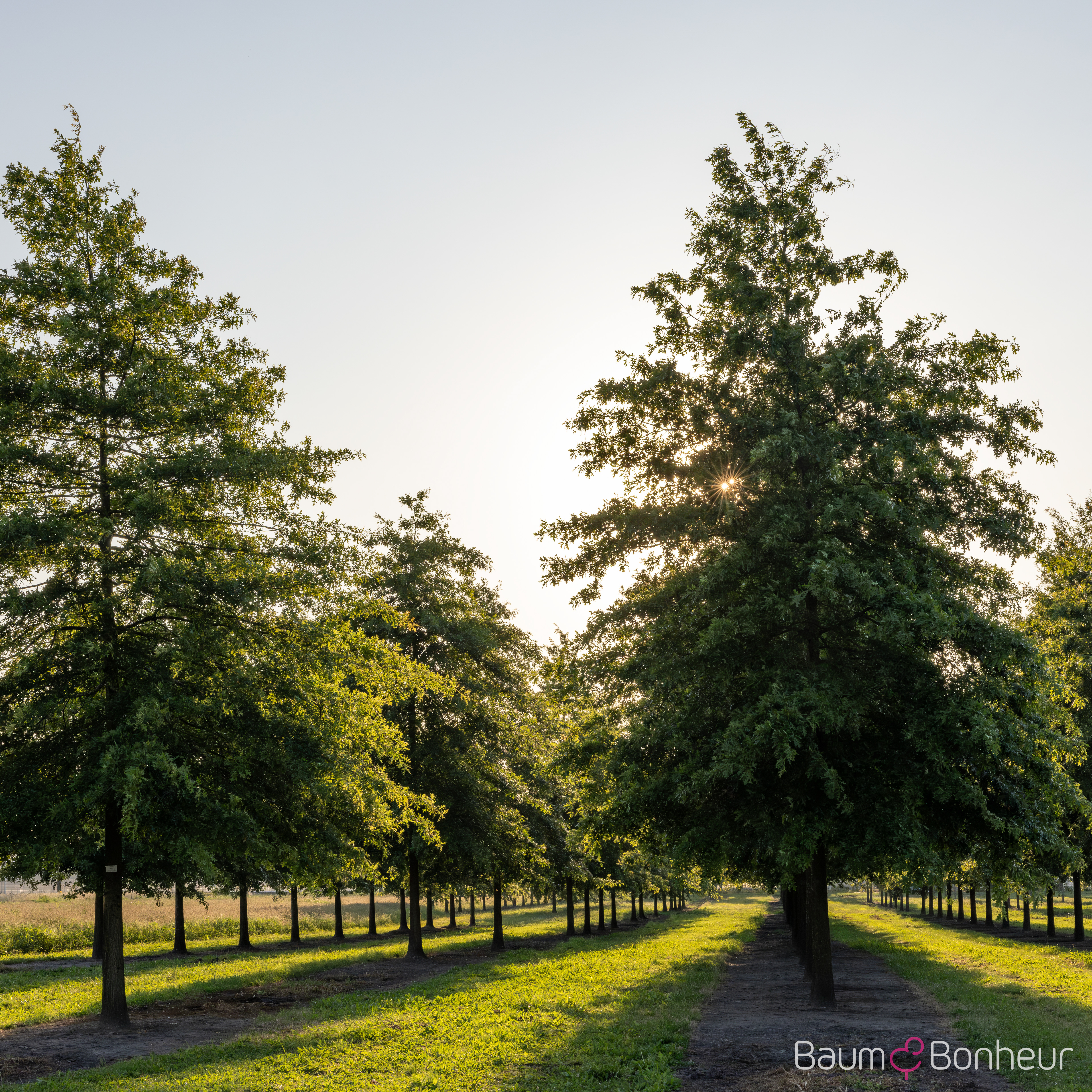 Quercus palustris