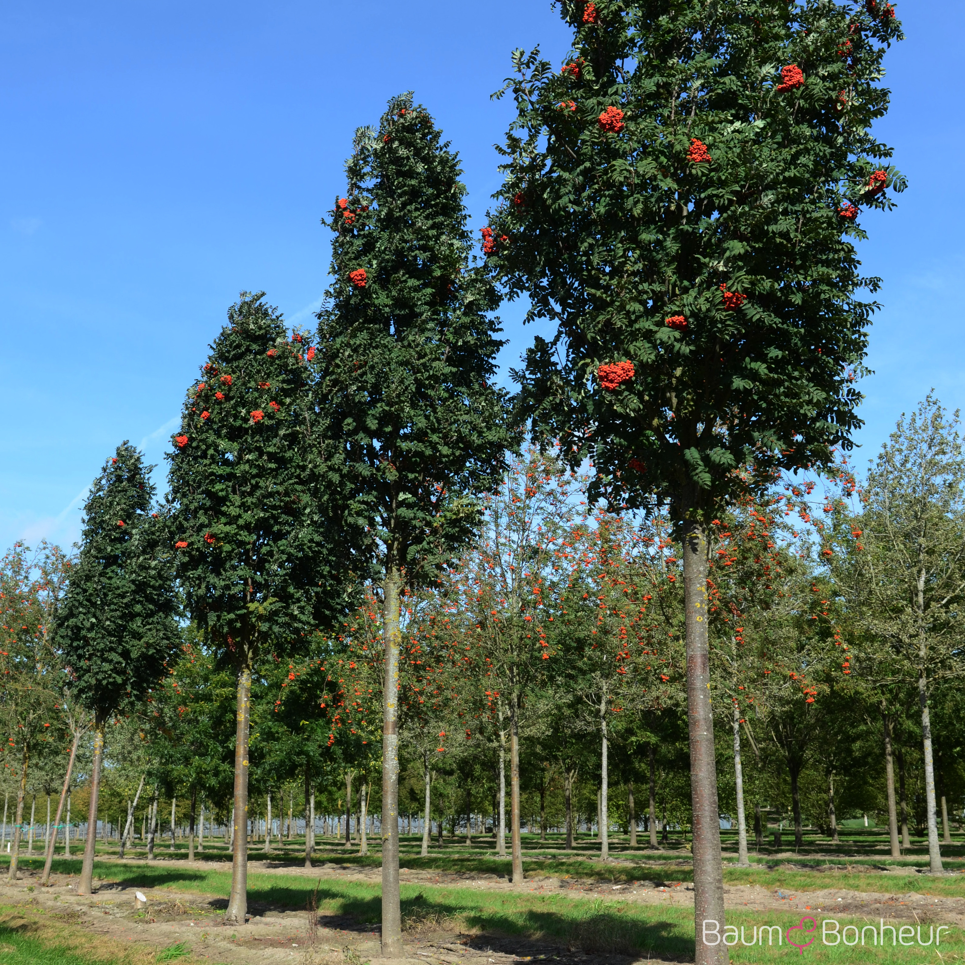 Sorbus aucuparia 'Fastigiata'