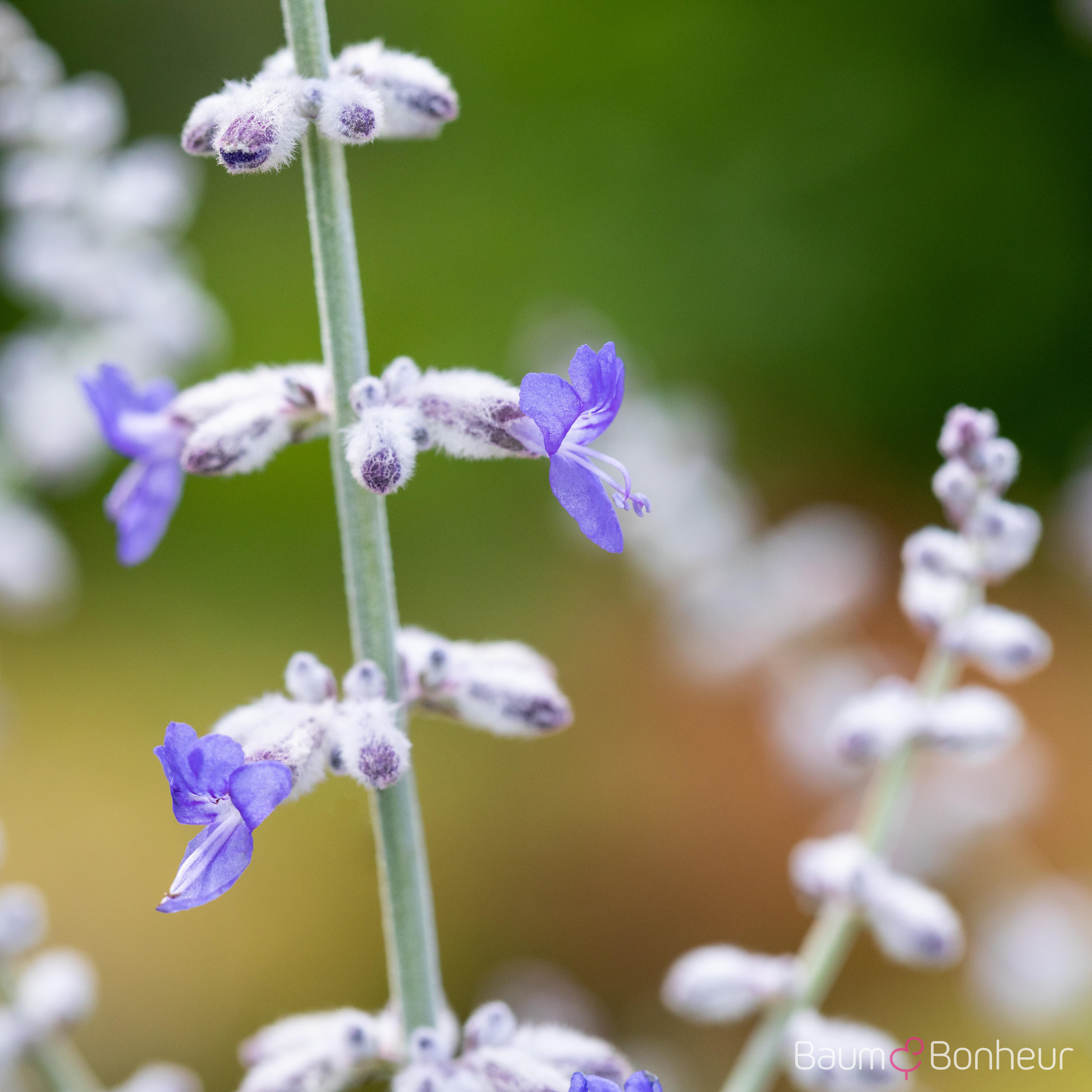 Perovskia atriplicifolia 'Blue Spire'