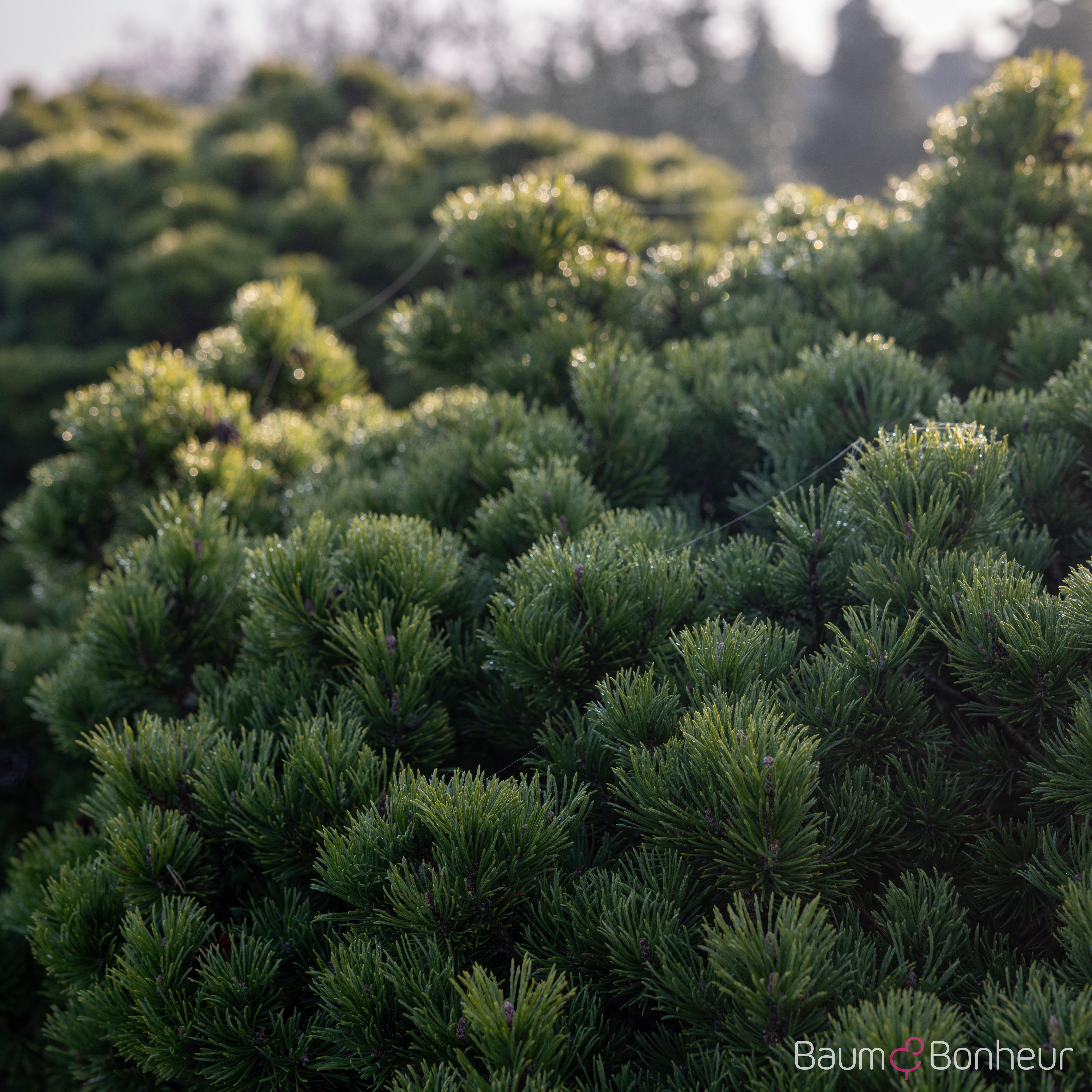 Pinus mugo 'Mops'