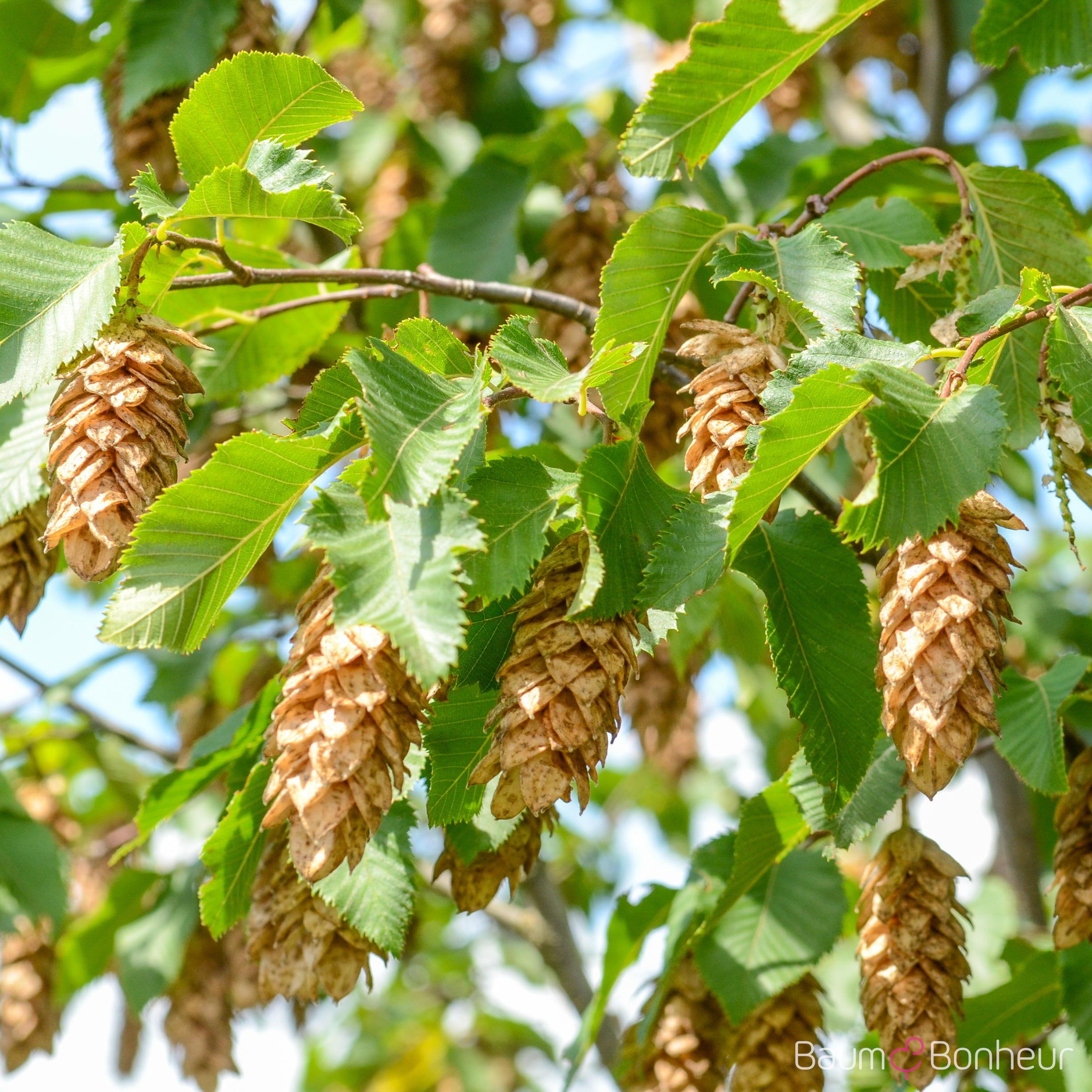 Ostrya carpinifolia