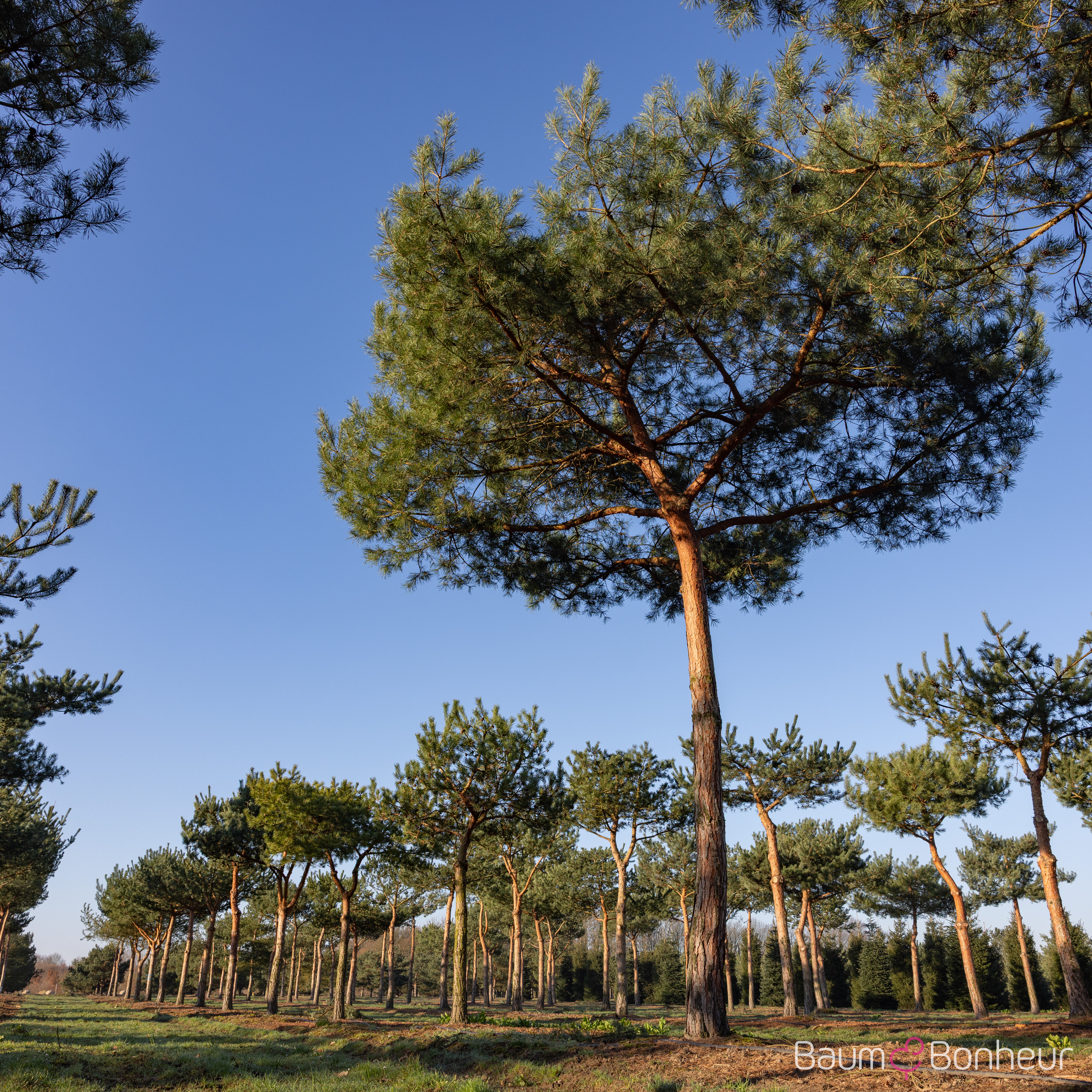 Pinus sylvestris