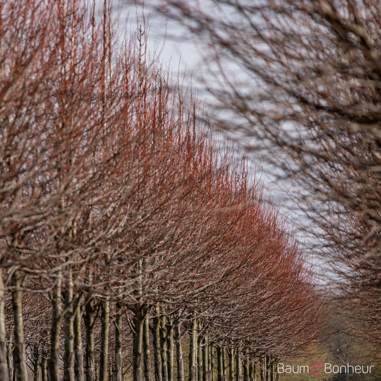 Tilia europaea 'Pallida Typ Lappen'