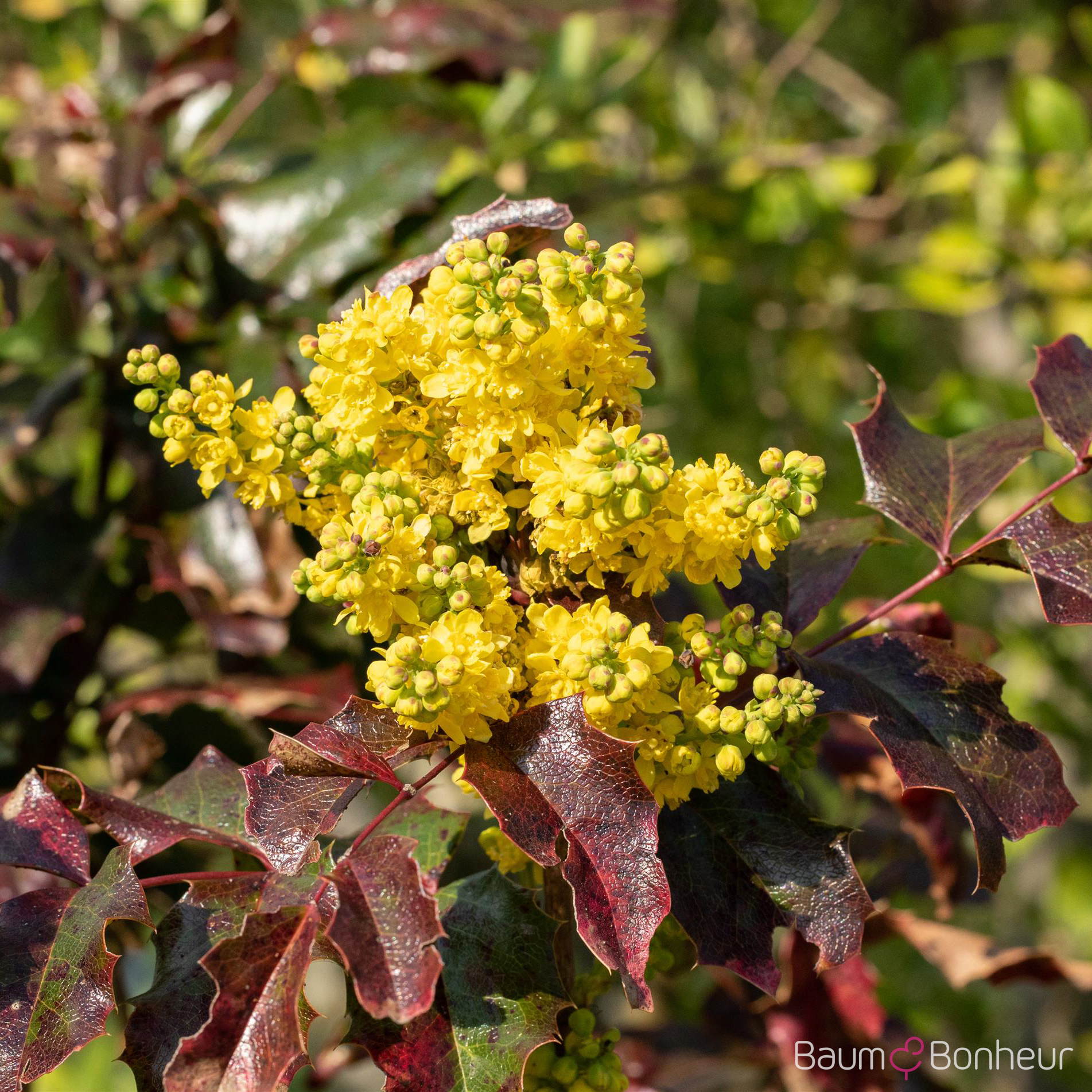 Mahonia aquifolium